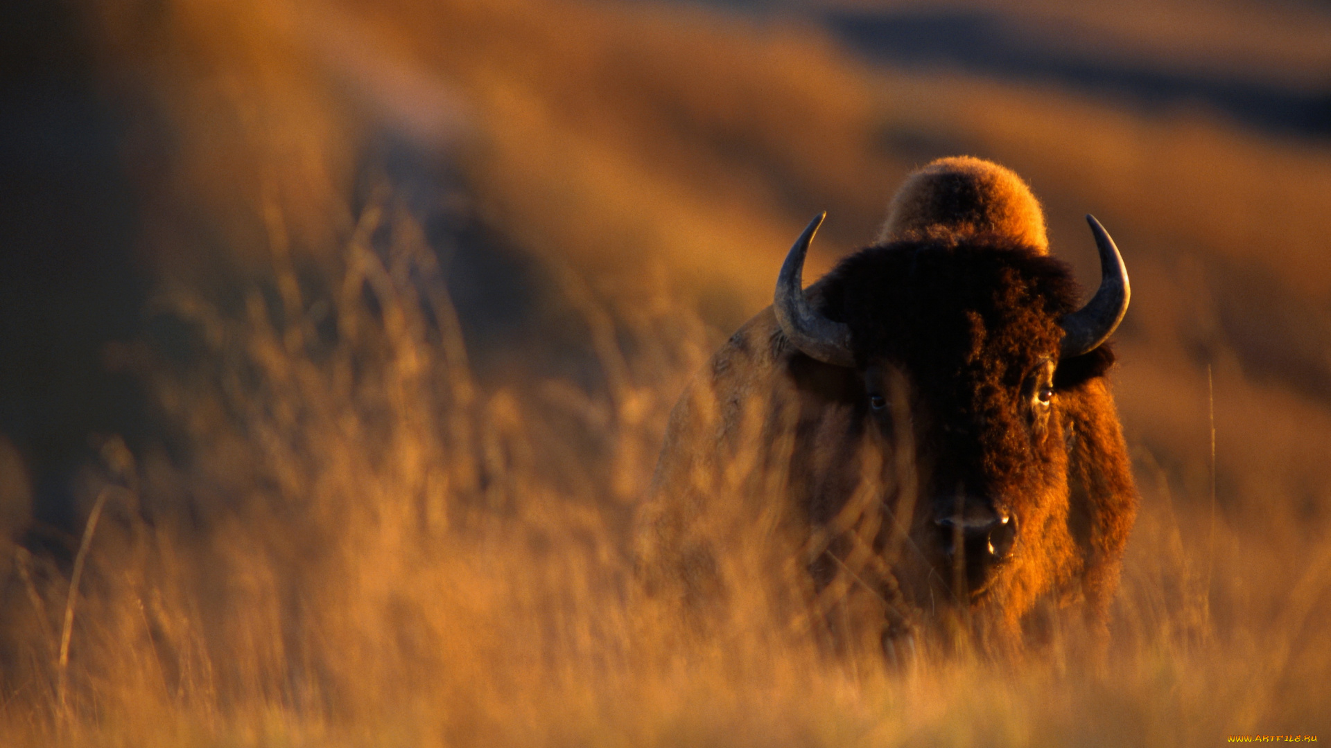 животные, зубры, бизоны