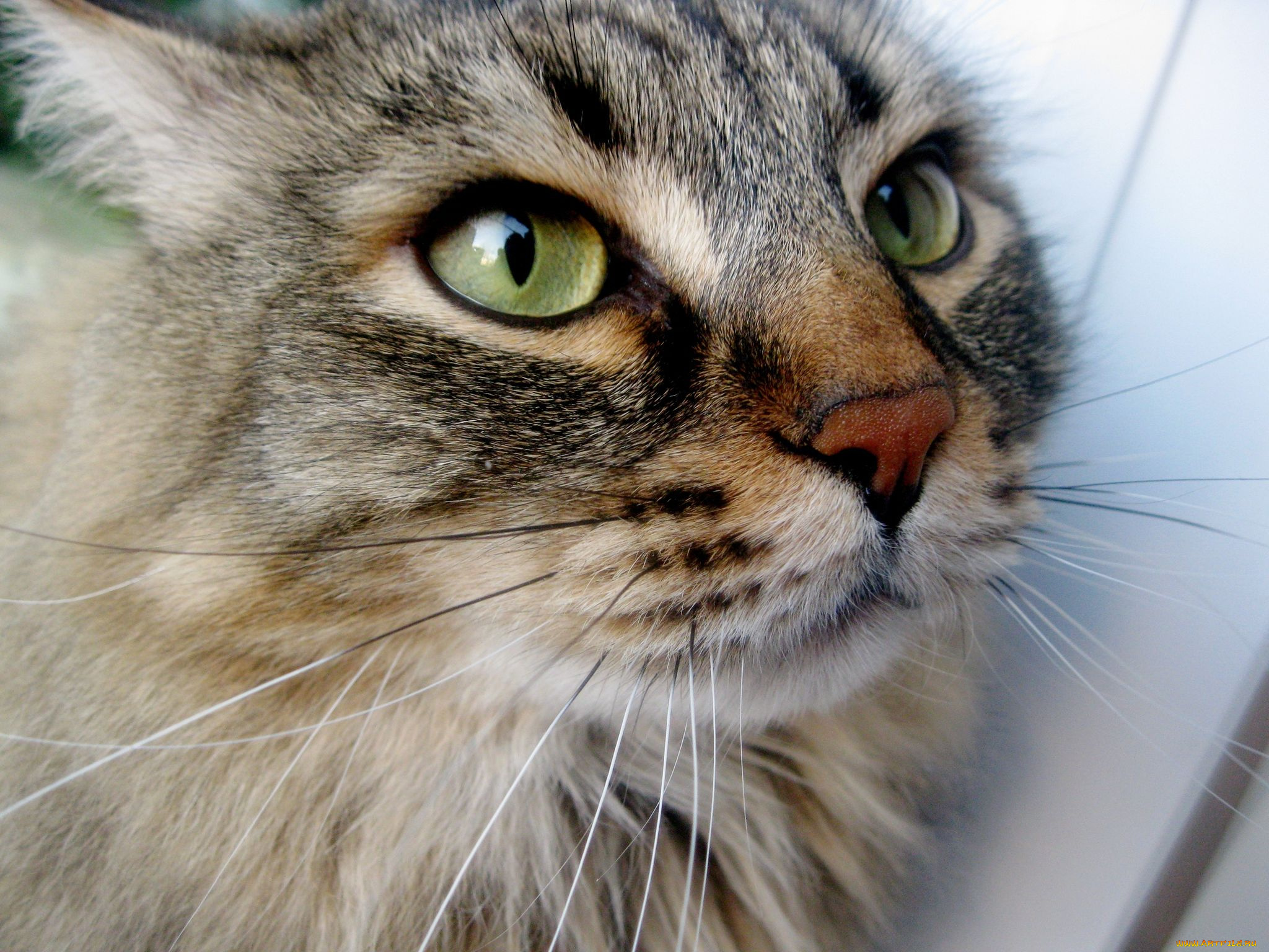 животные, коты