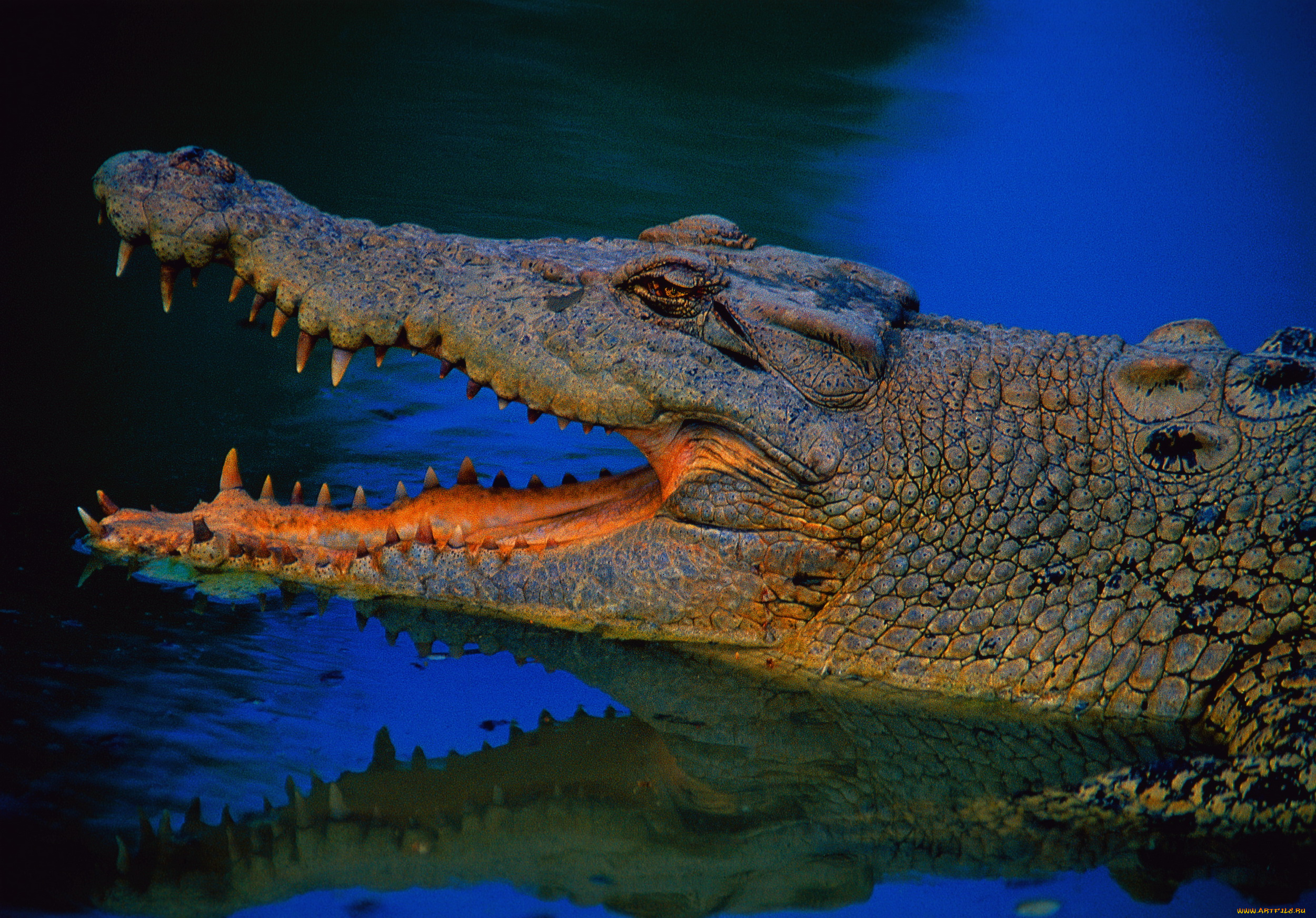 животные, крокодилы