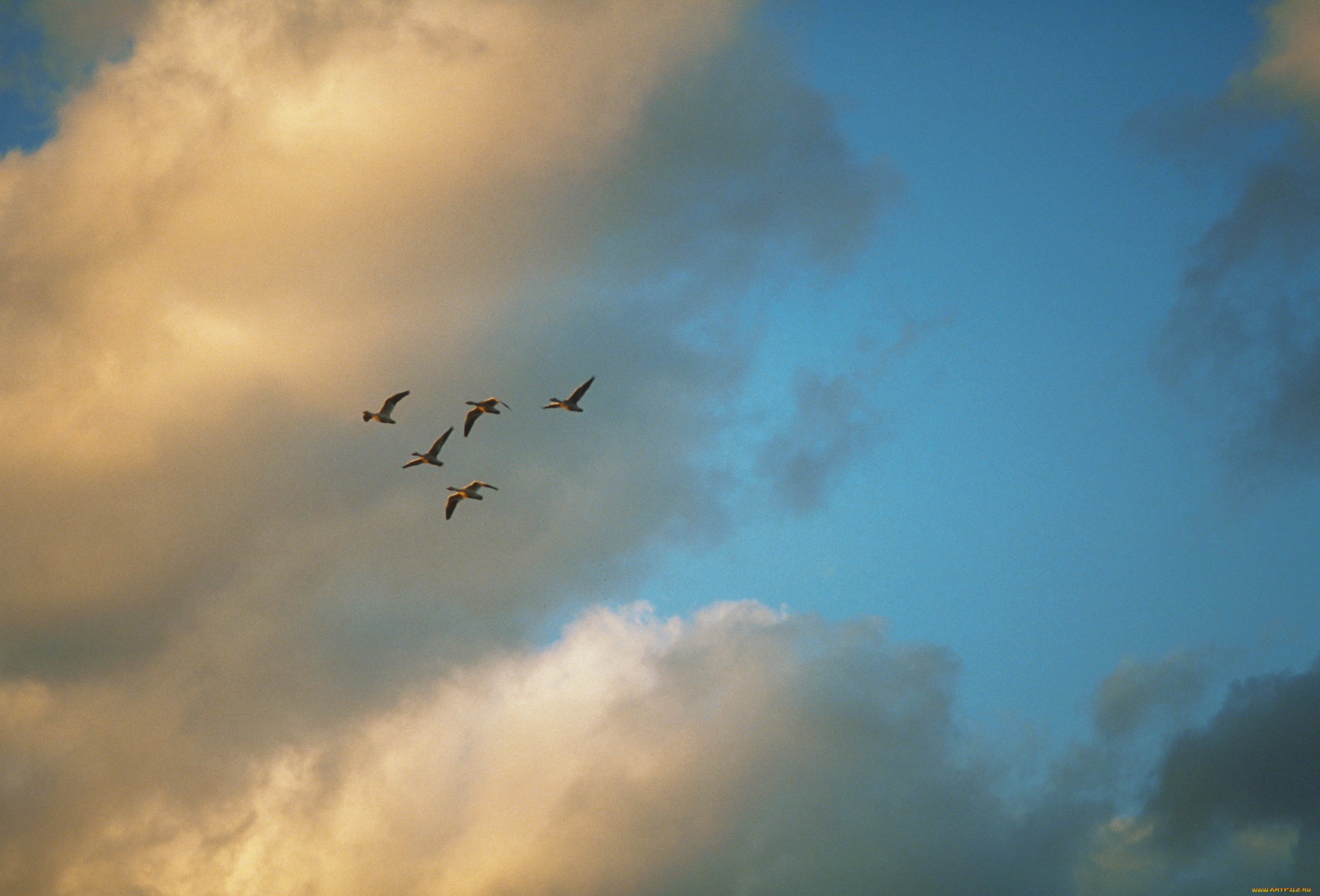 животные, птицы, небо