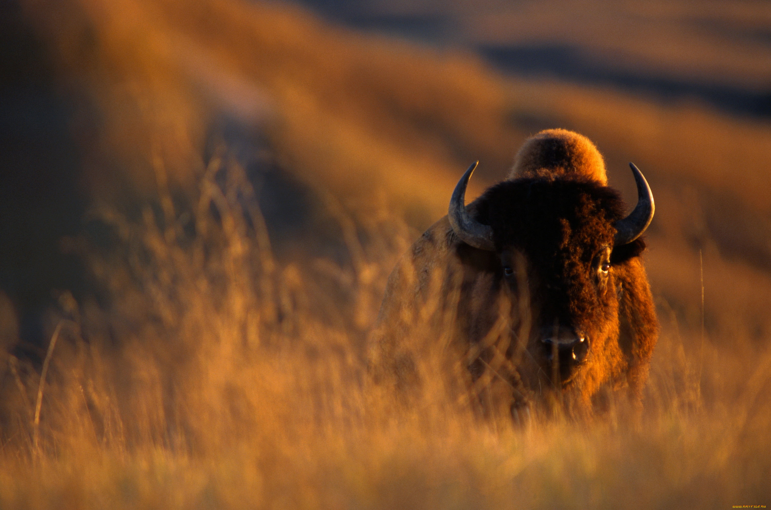 животные, зубры, бизоны