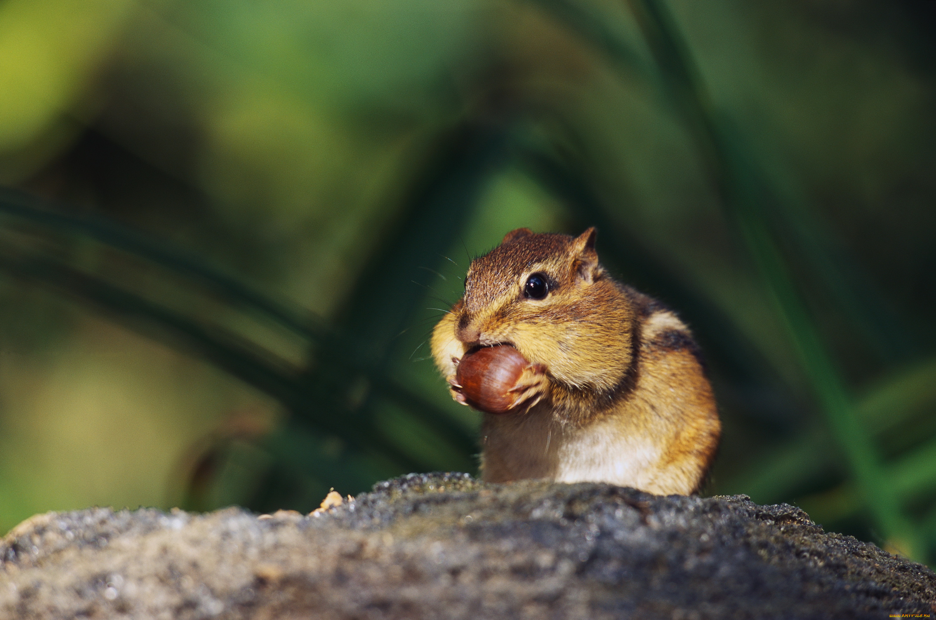 животные, бурундуки