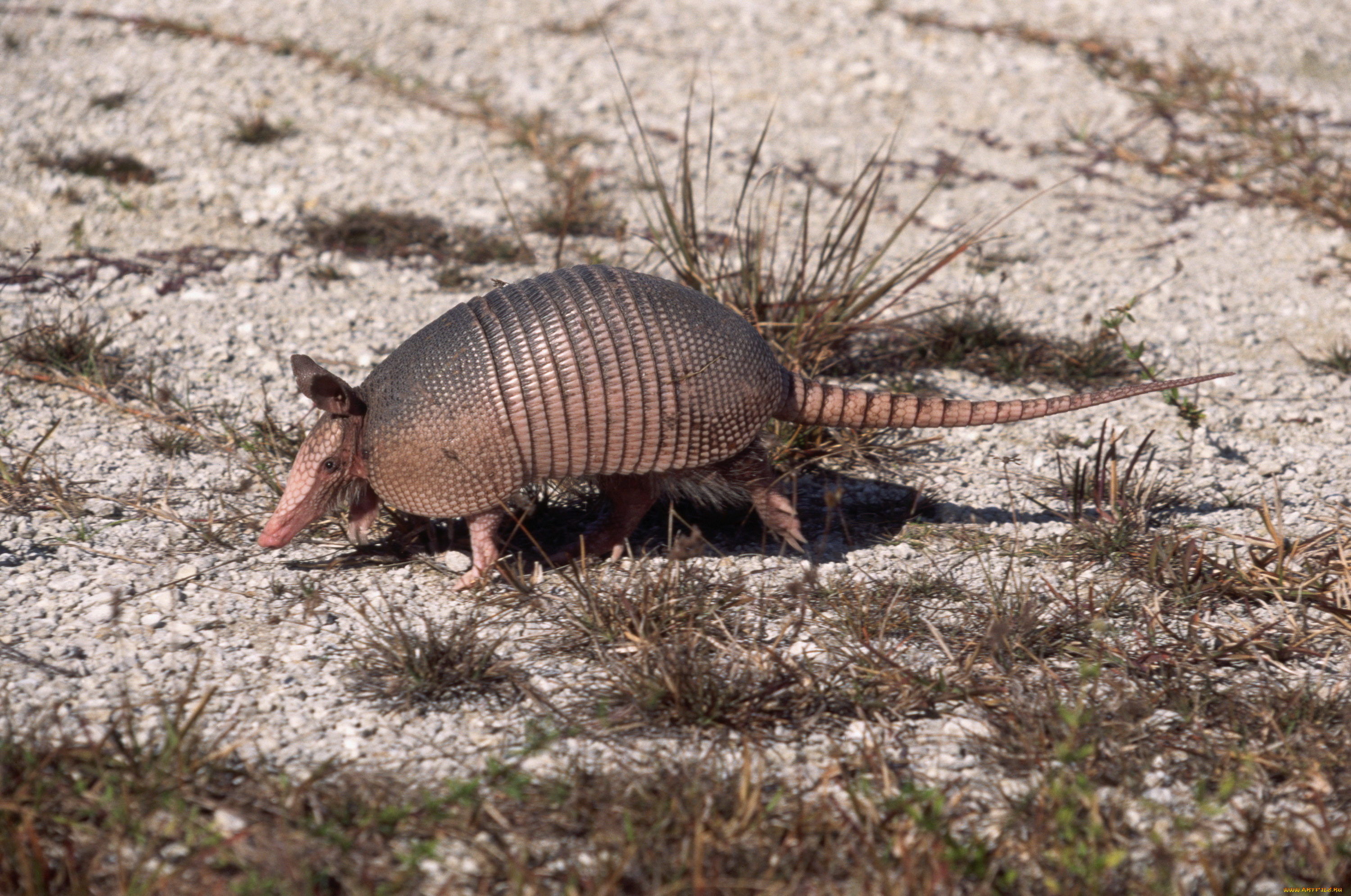 животные, броненосцы