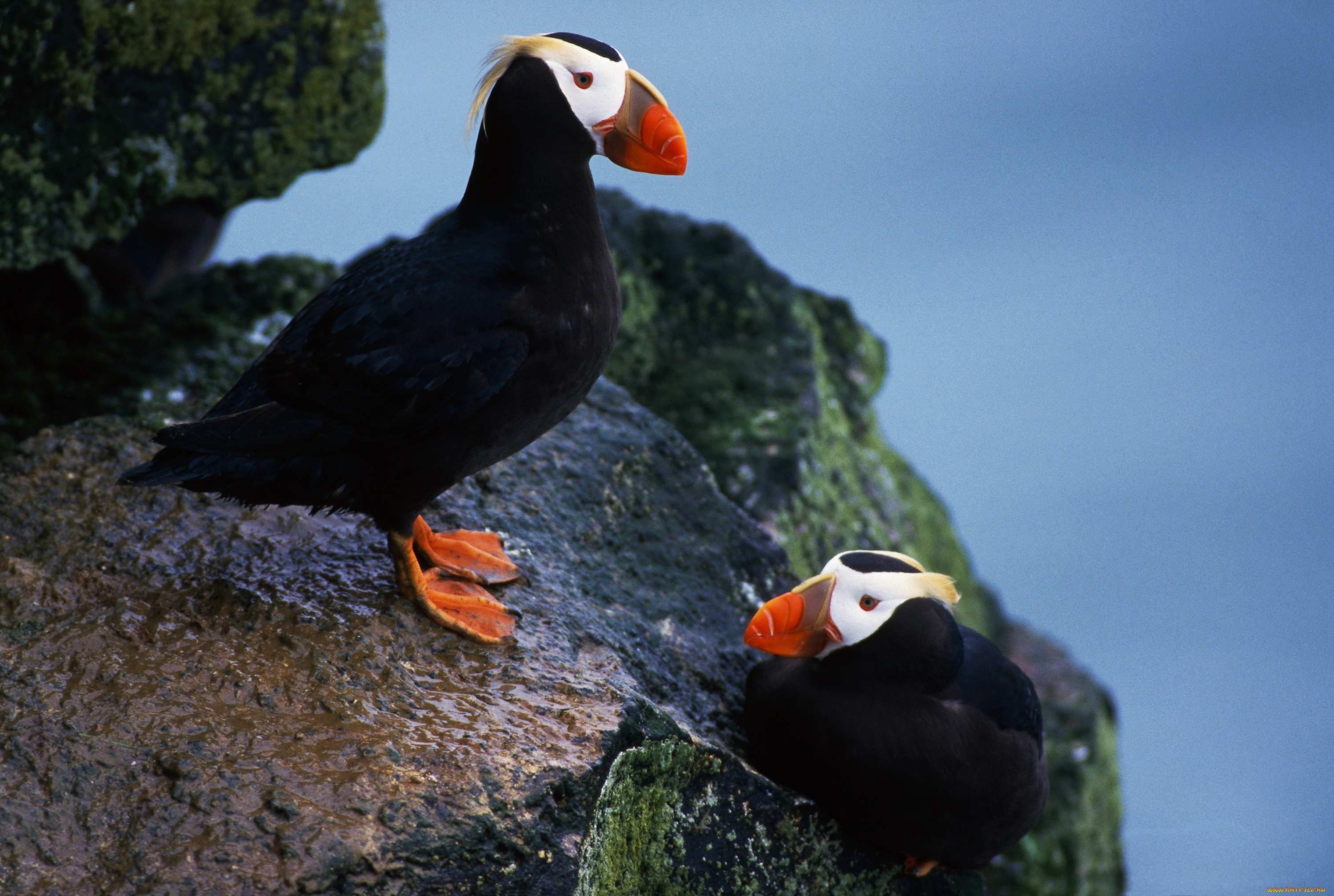 животные, тупики