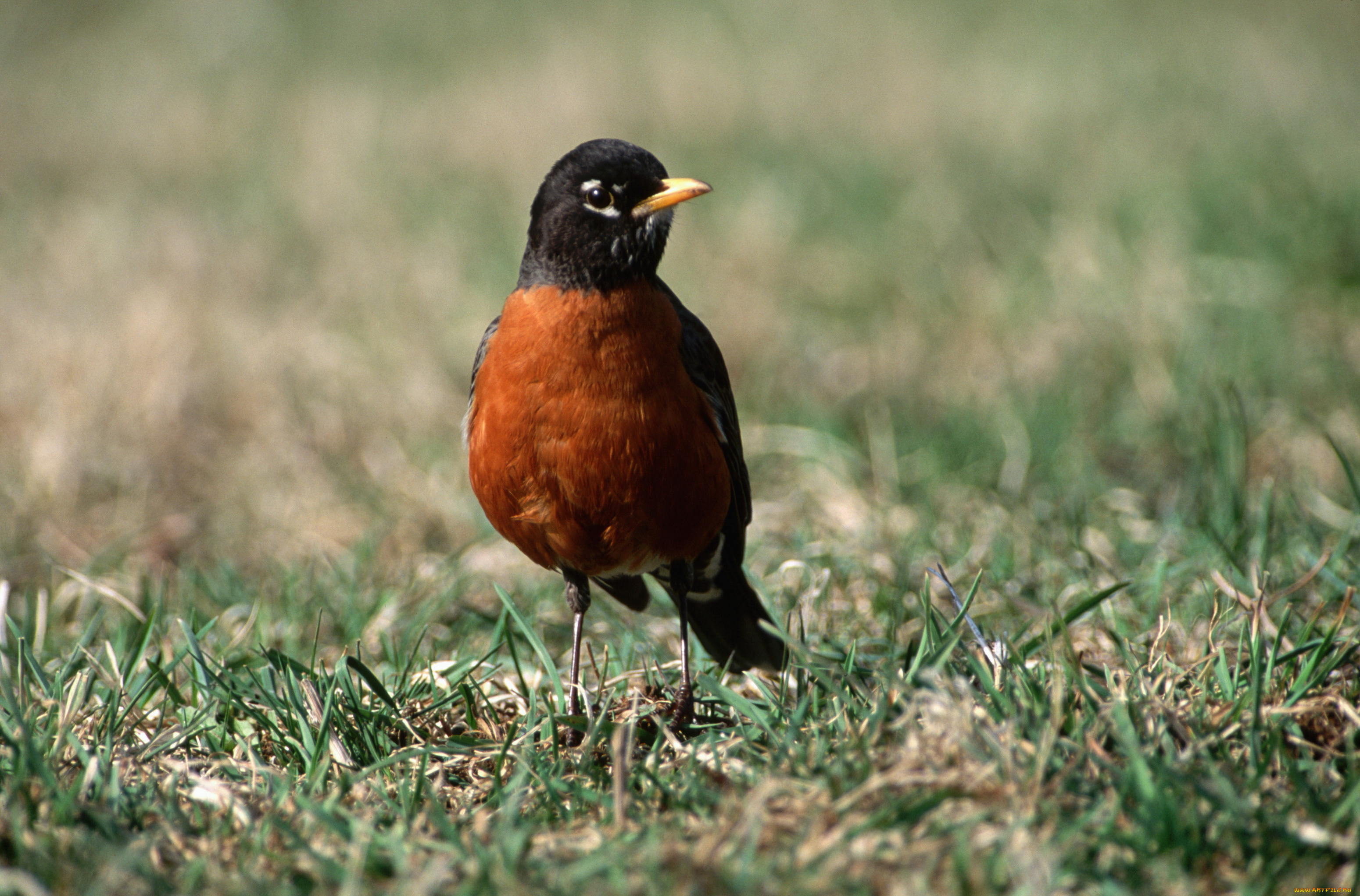 животные, птицы