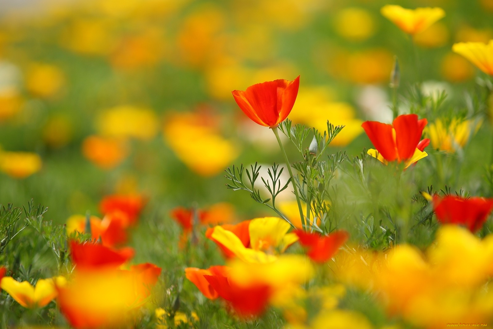 цветы, эшшольция, желтый, красный