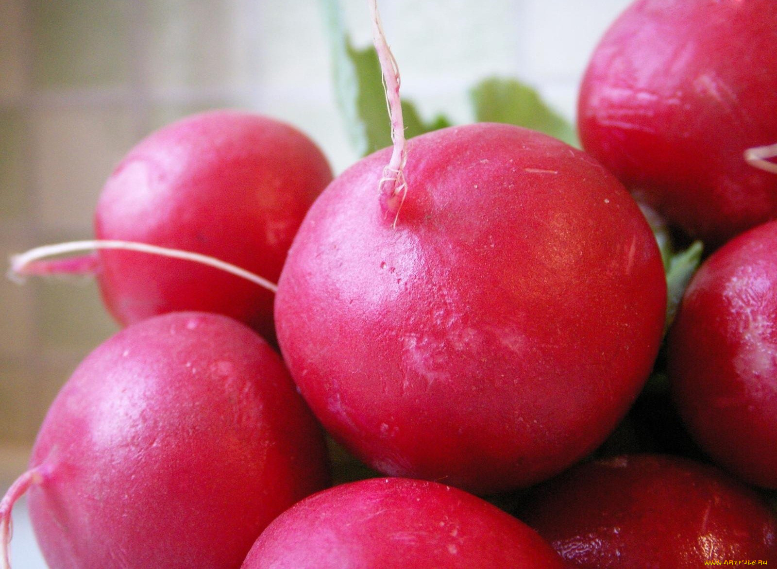 еда, редис, репа, редька, красный