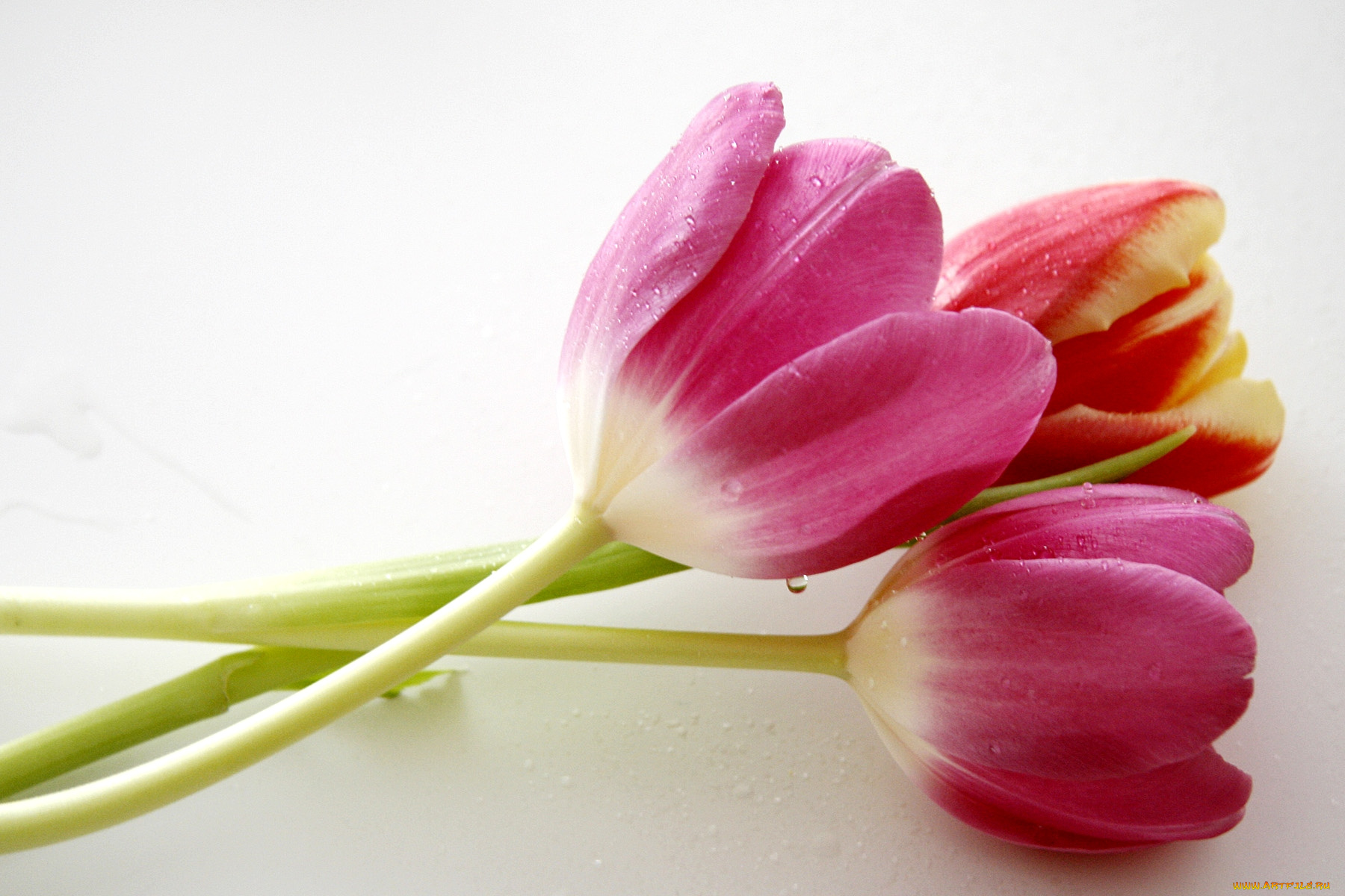 цветы, тюльпаны, лепестки