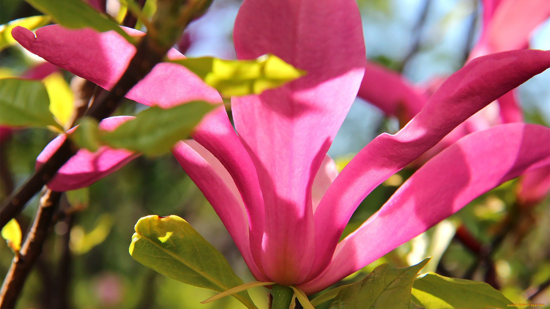 автор, thean, цветы, магнолии, розовый