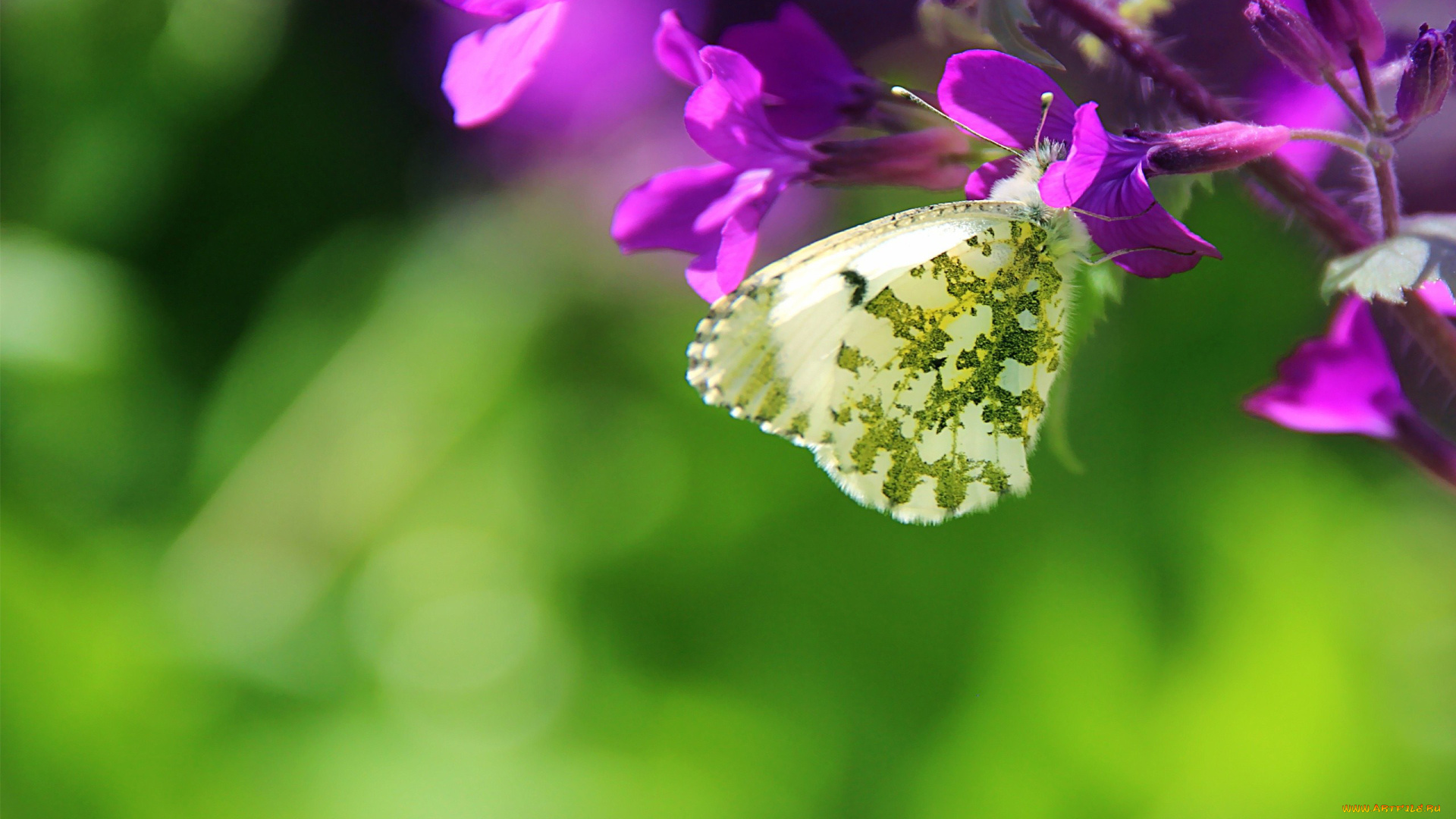 автор, thean, животные, бабочки, цветки, бабочка