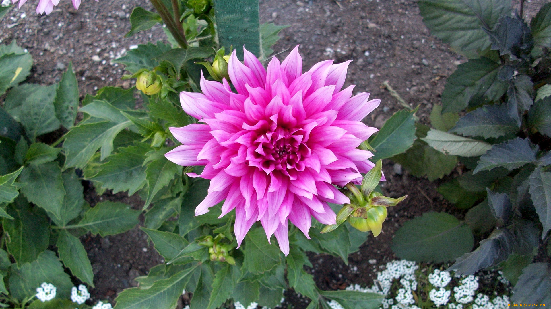 цветы, георгины