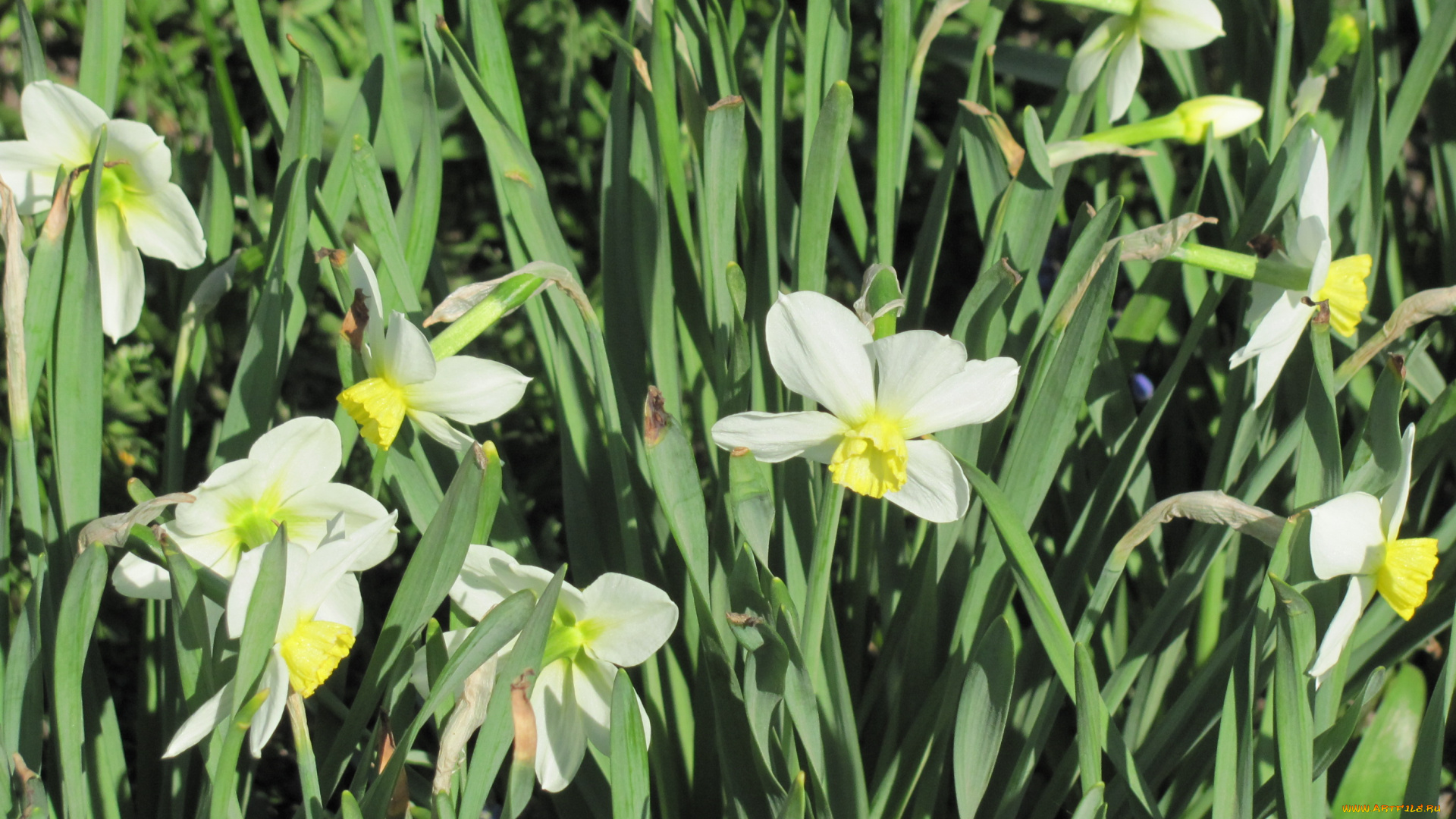 цветы, нарциссы, листья