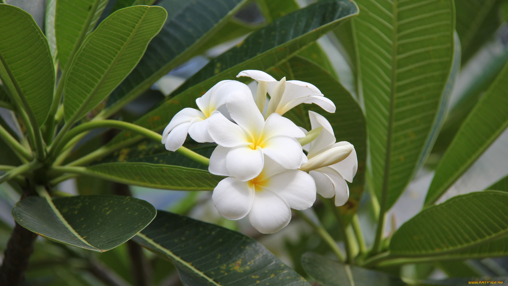 цветы, плюмерия, листья, соцветие