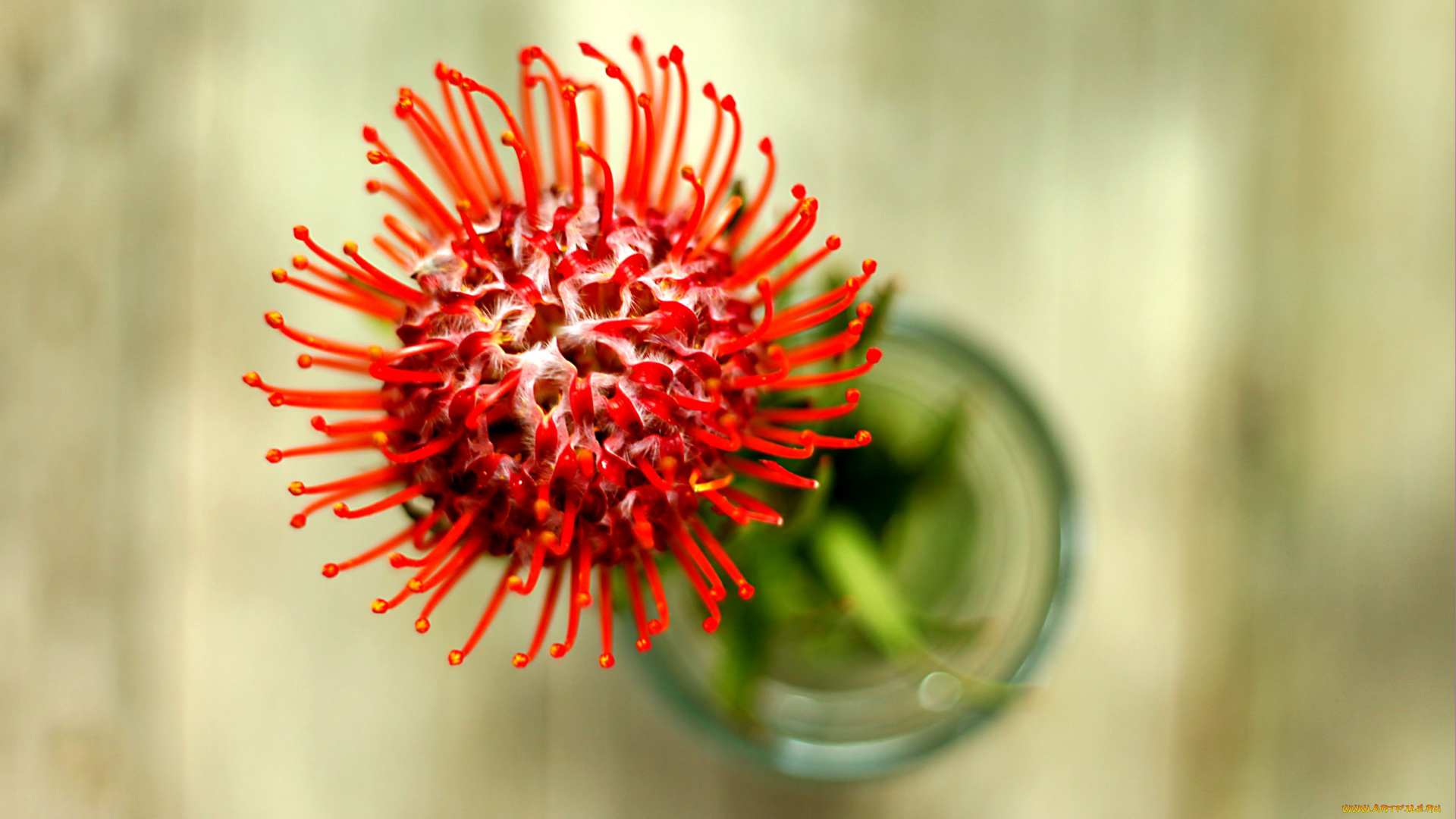 цветы, протея, красный, экзотика