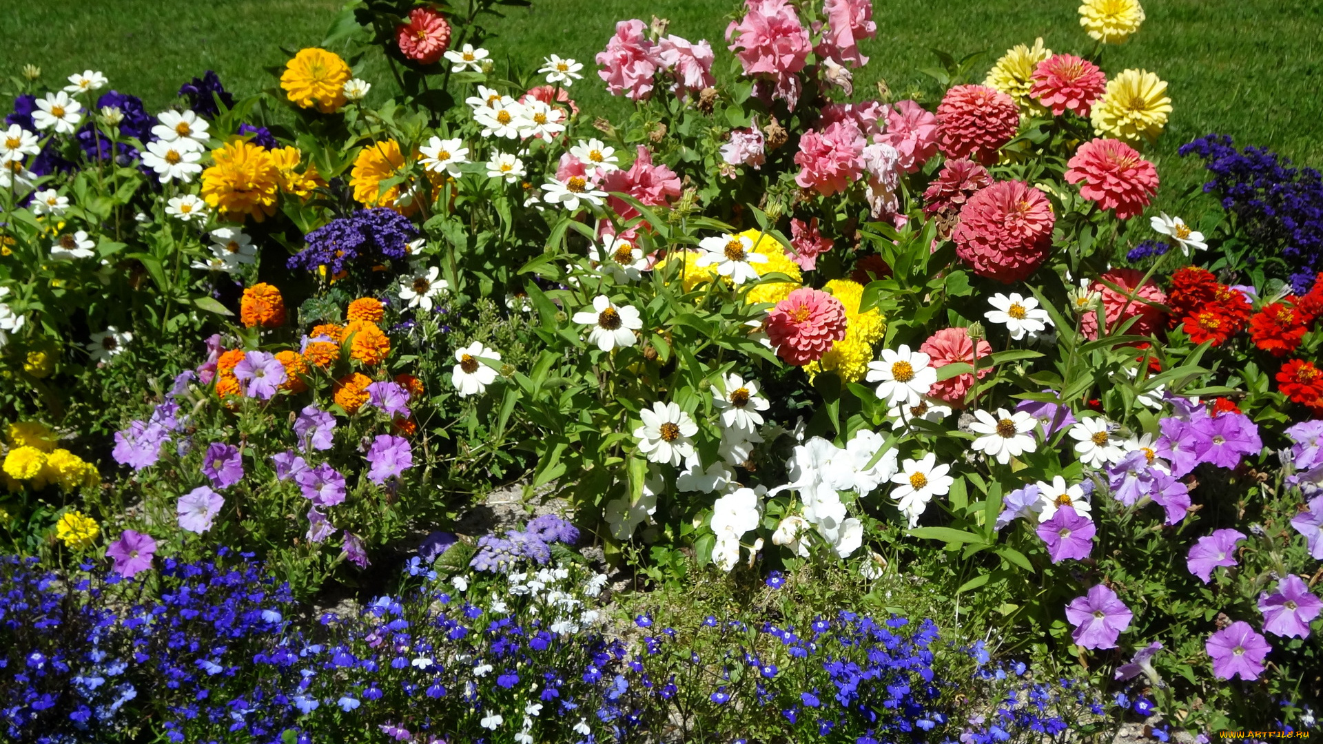 цветы, разные, вместе, синие, белые