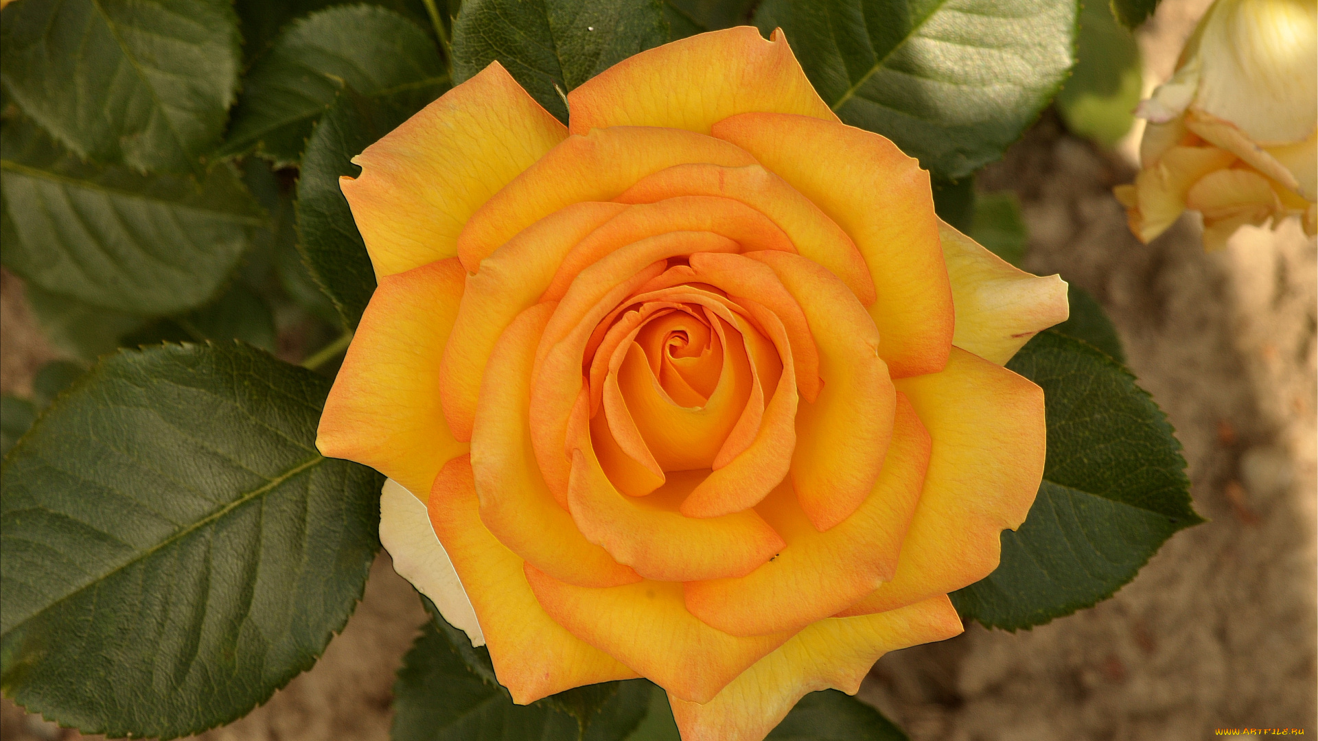 цветы, розы, желтый