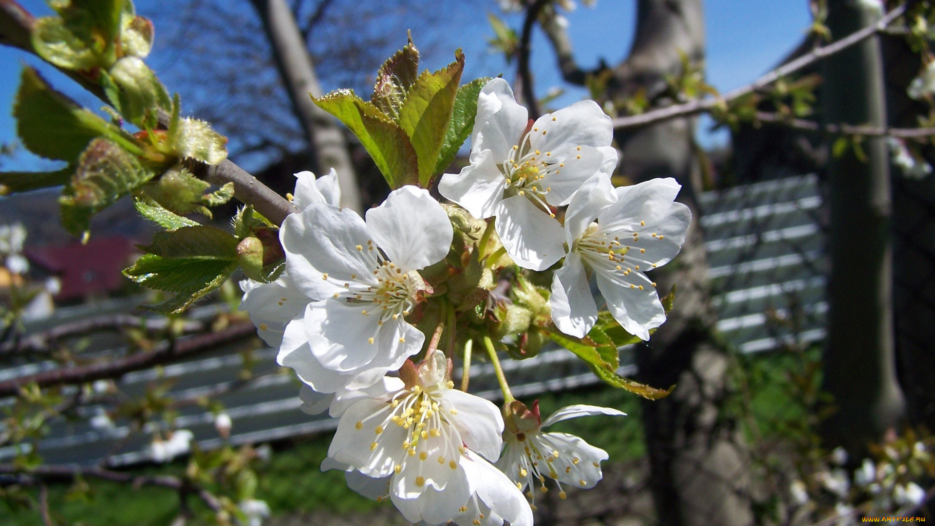 цветы, сакура, вишня, весна, ветка