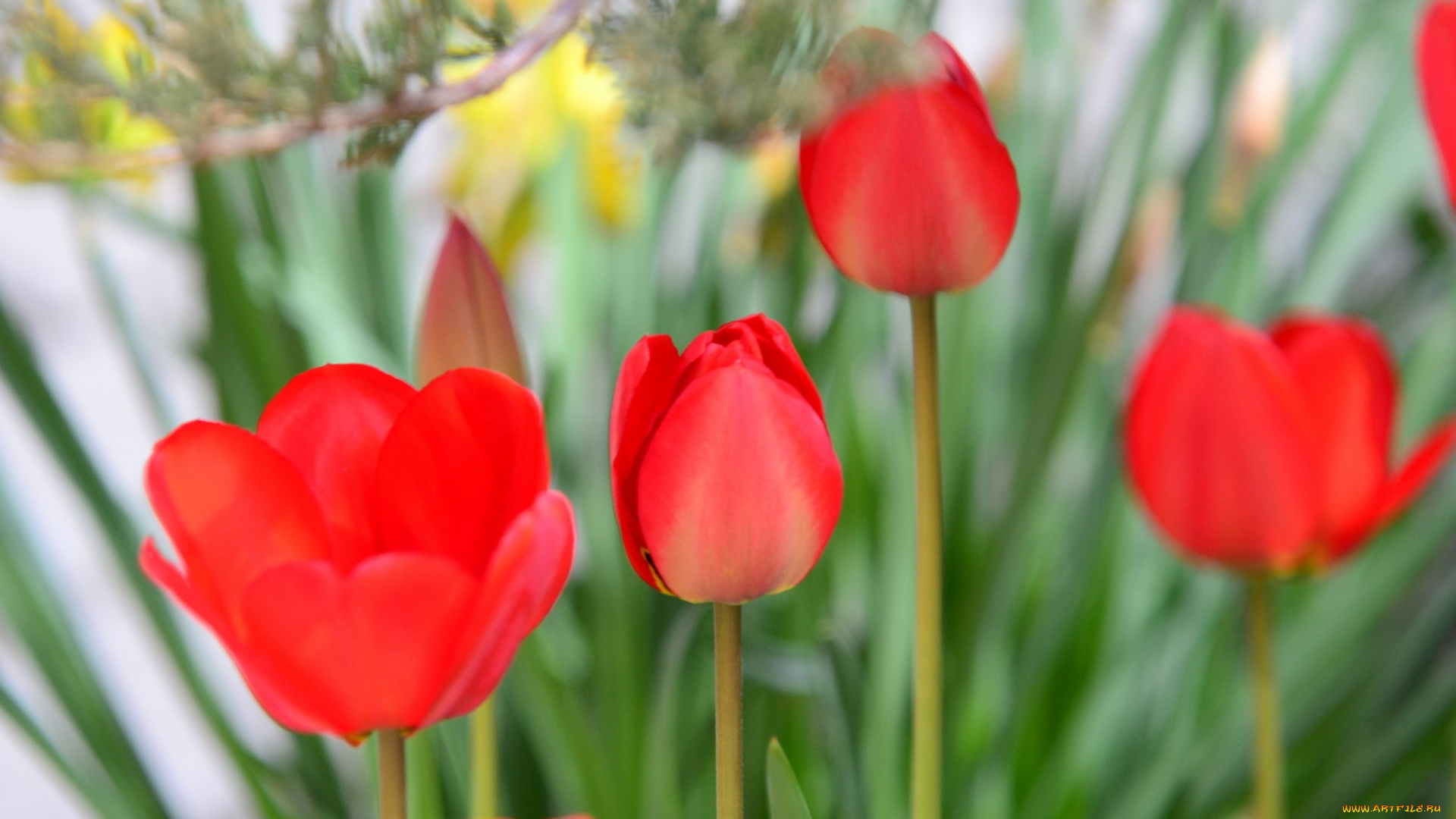 цветы, тюльпаны, красный