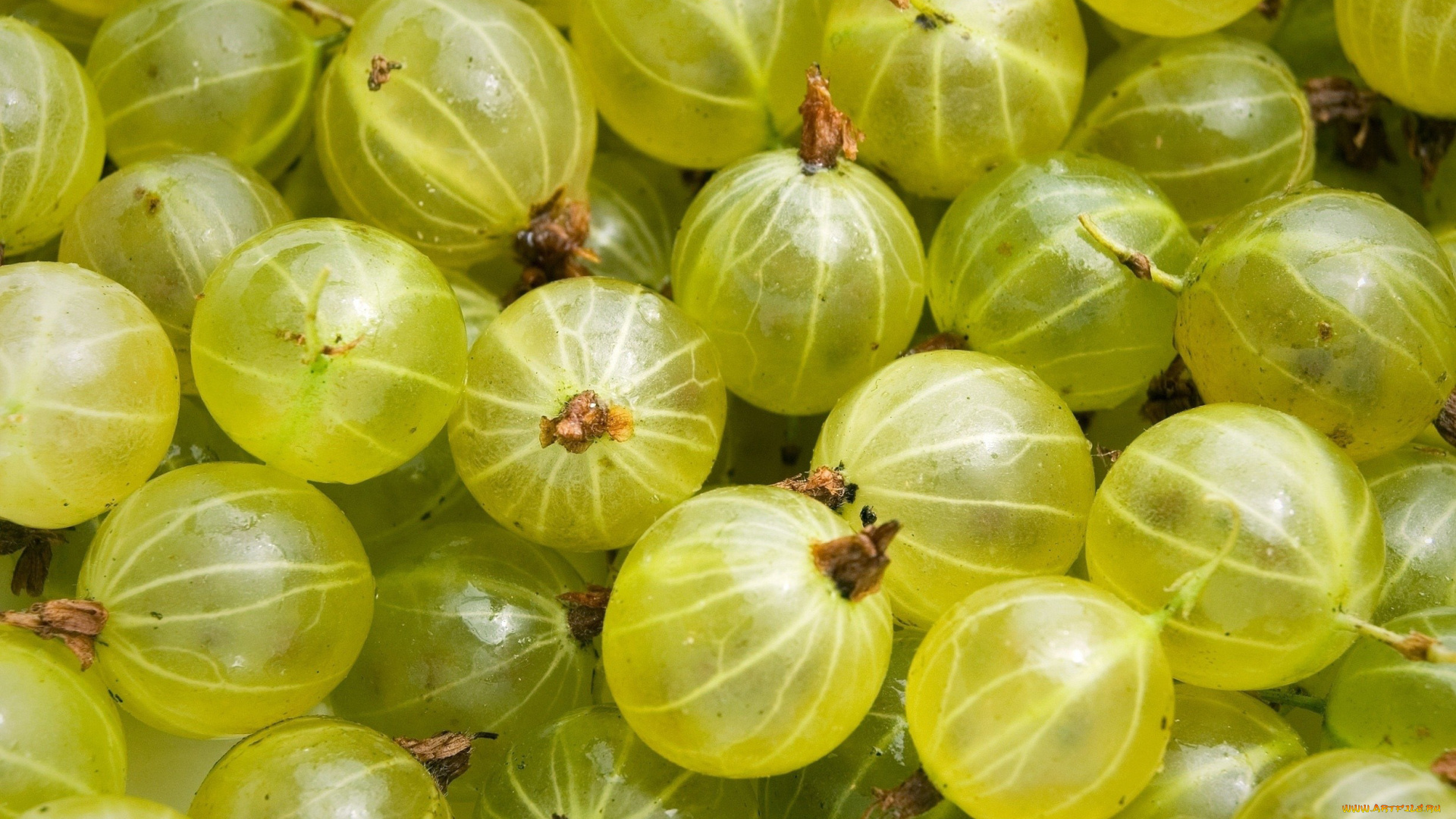 еда, крыжовник, спелый, прозрачный