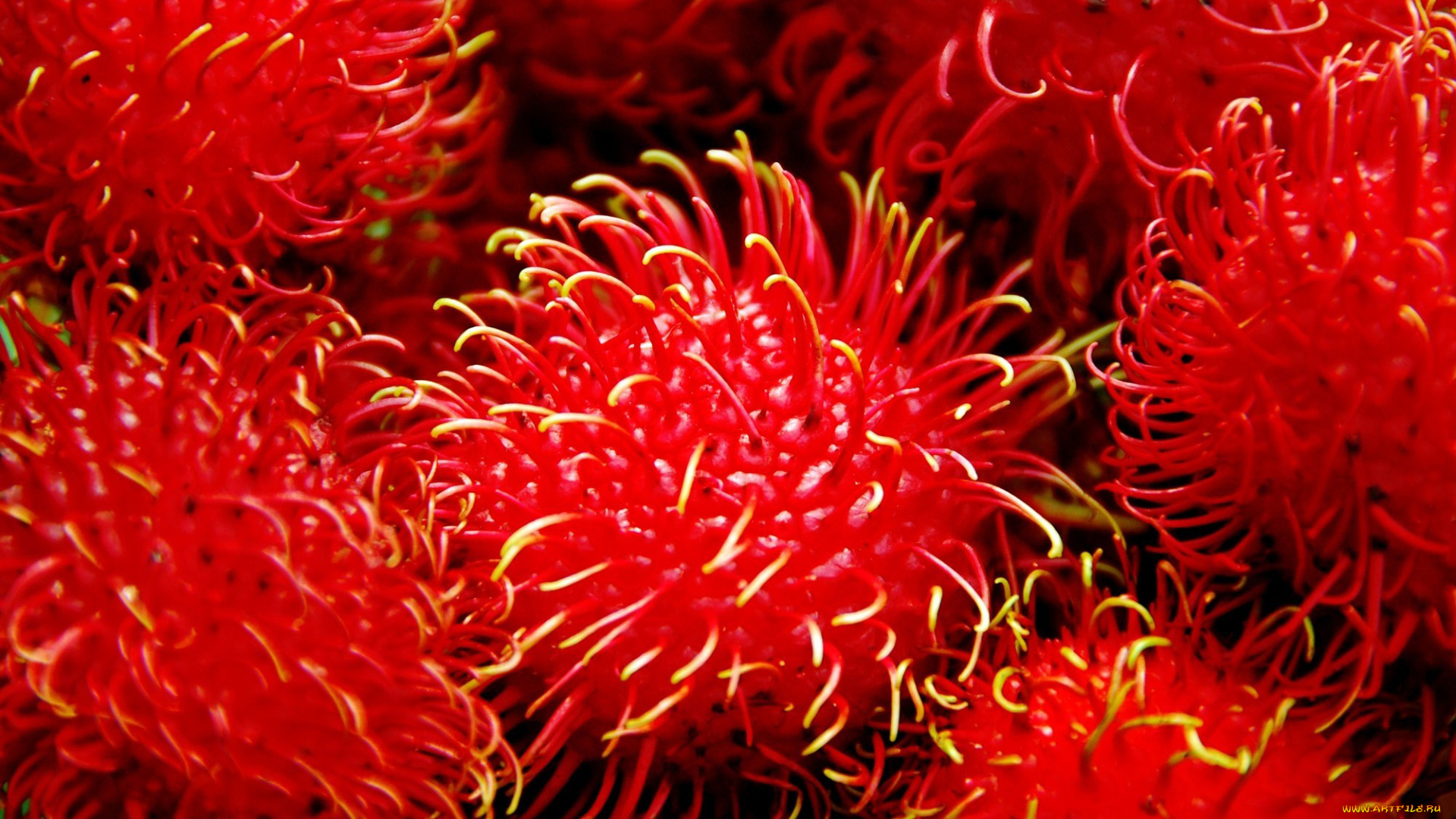 еда, рамбутан, экзотика