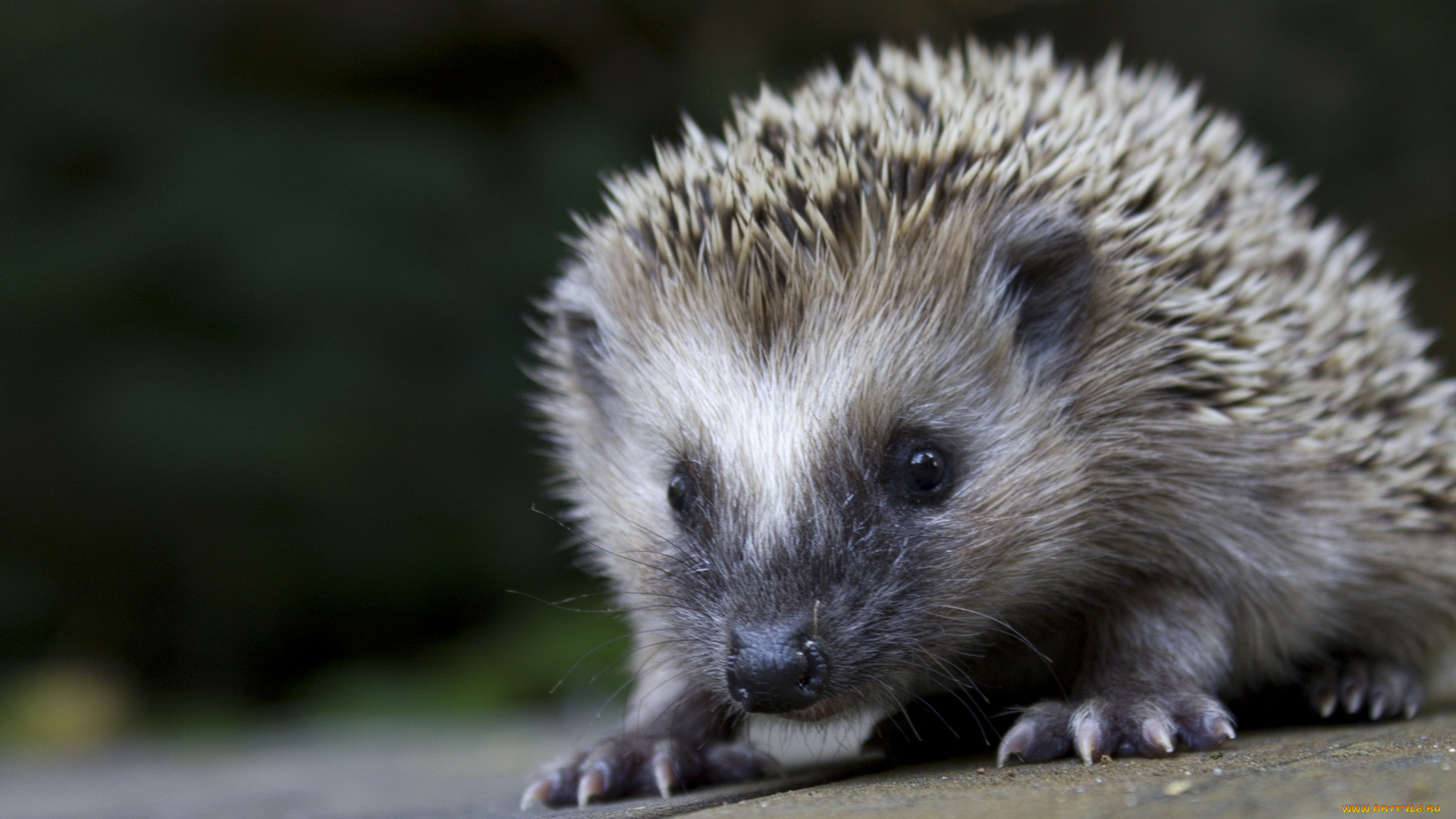 животные, ежи, Ёжик