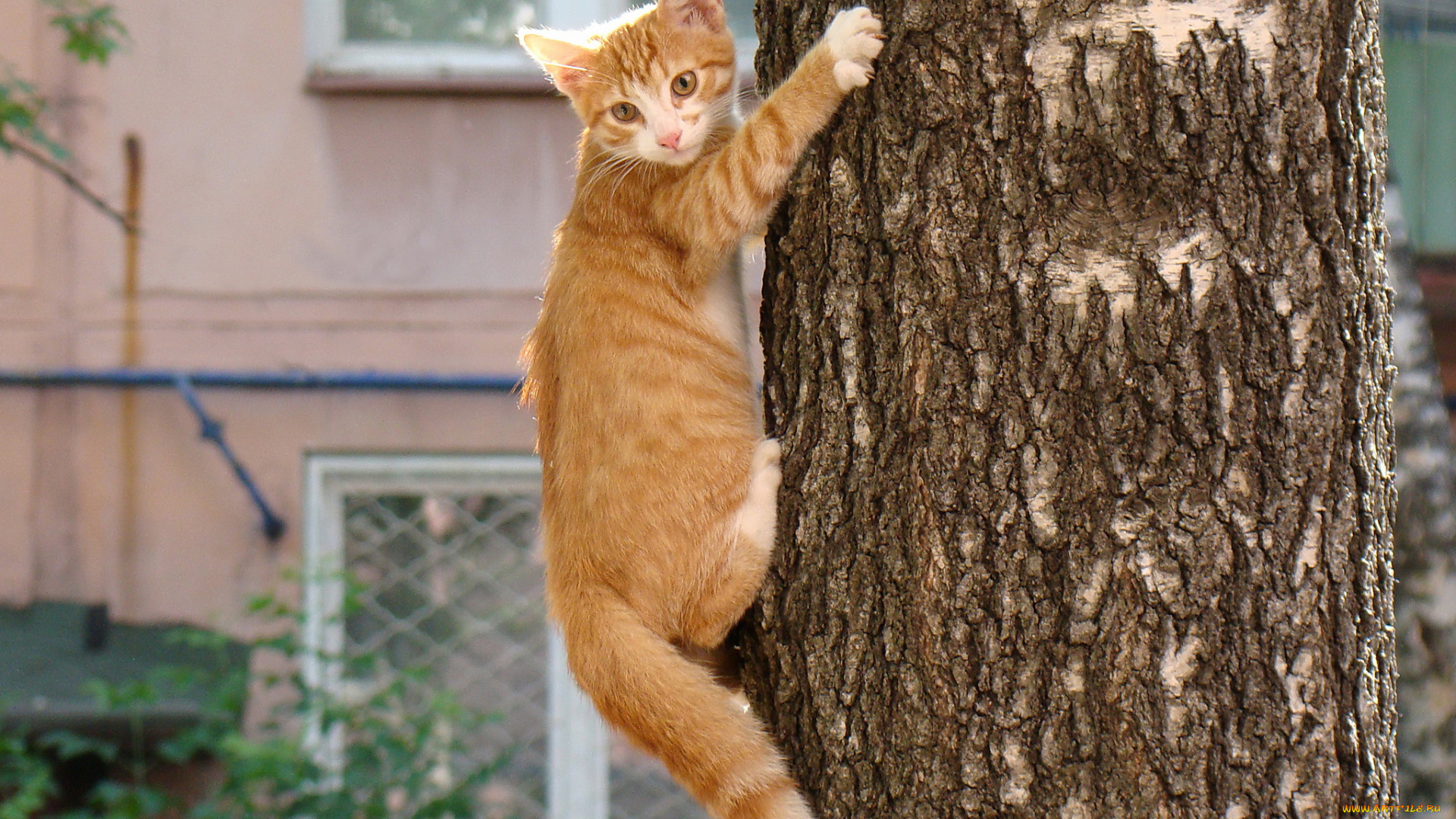 животные, коты, дерево, рыжий