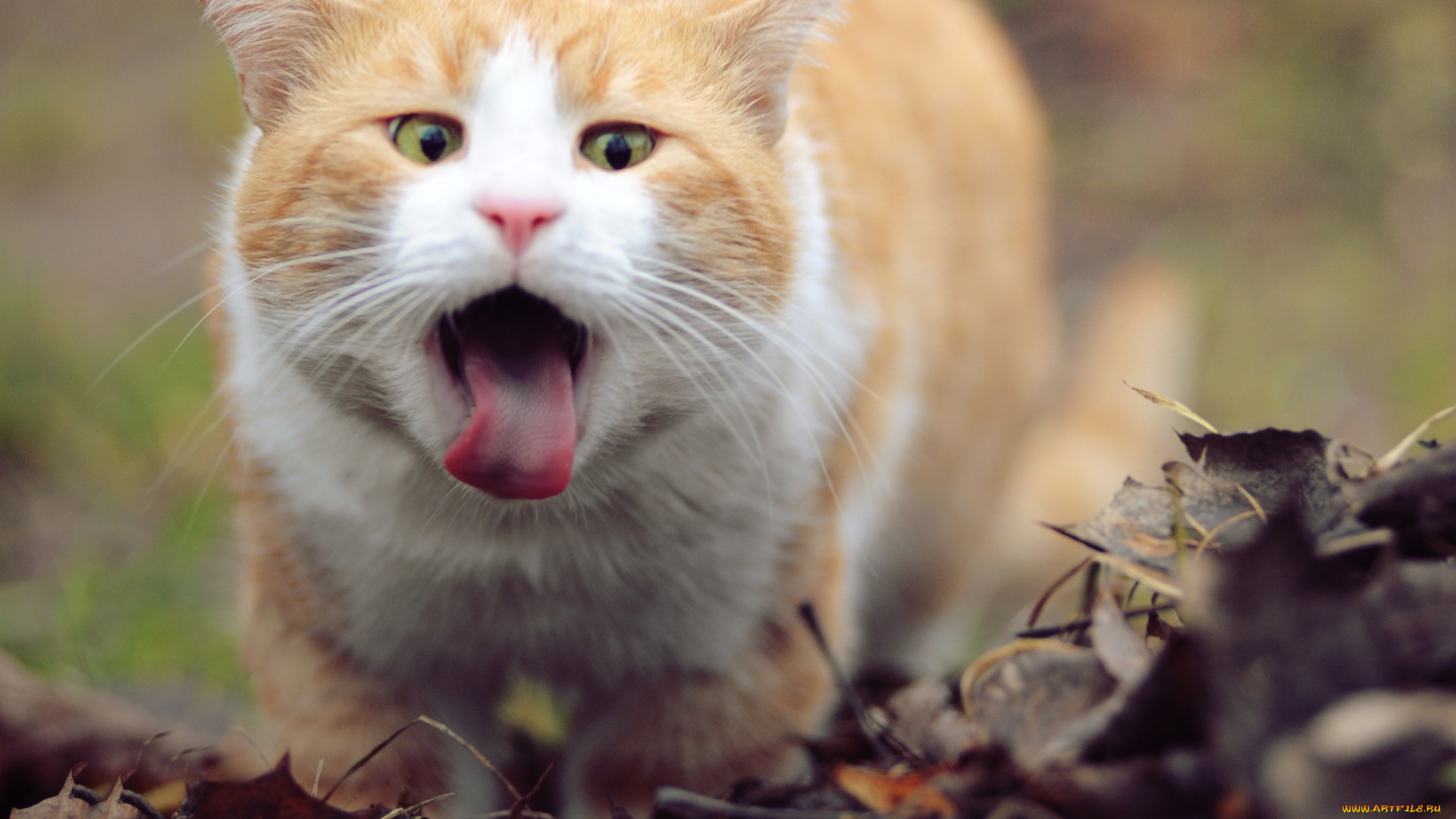 животные, коты, листья, язык, рыжий, кот