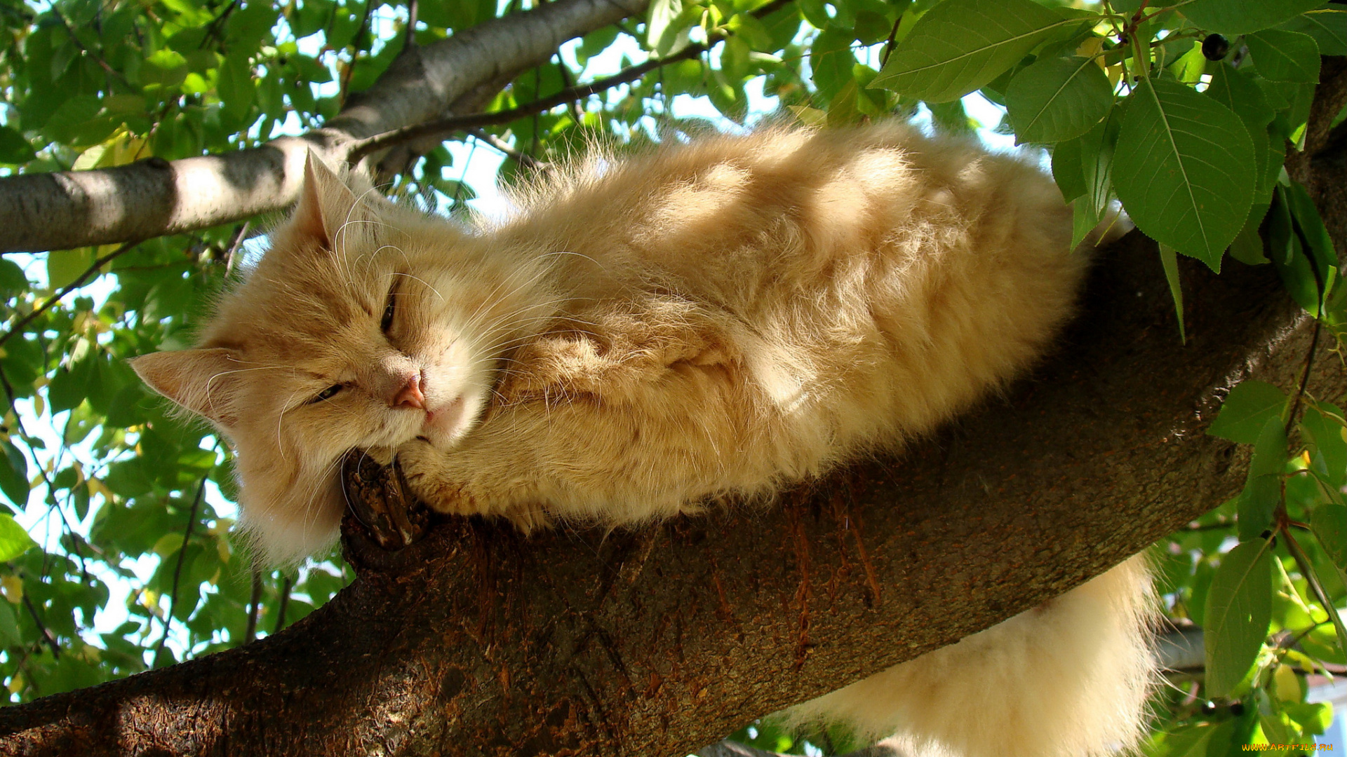 животные, коты, отдых, дерево, рыжий