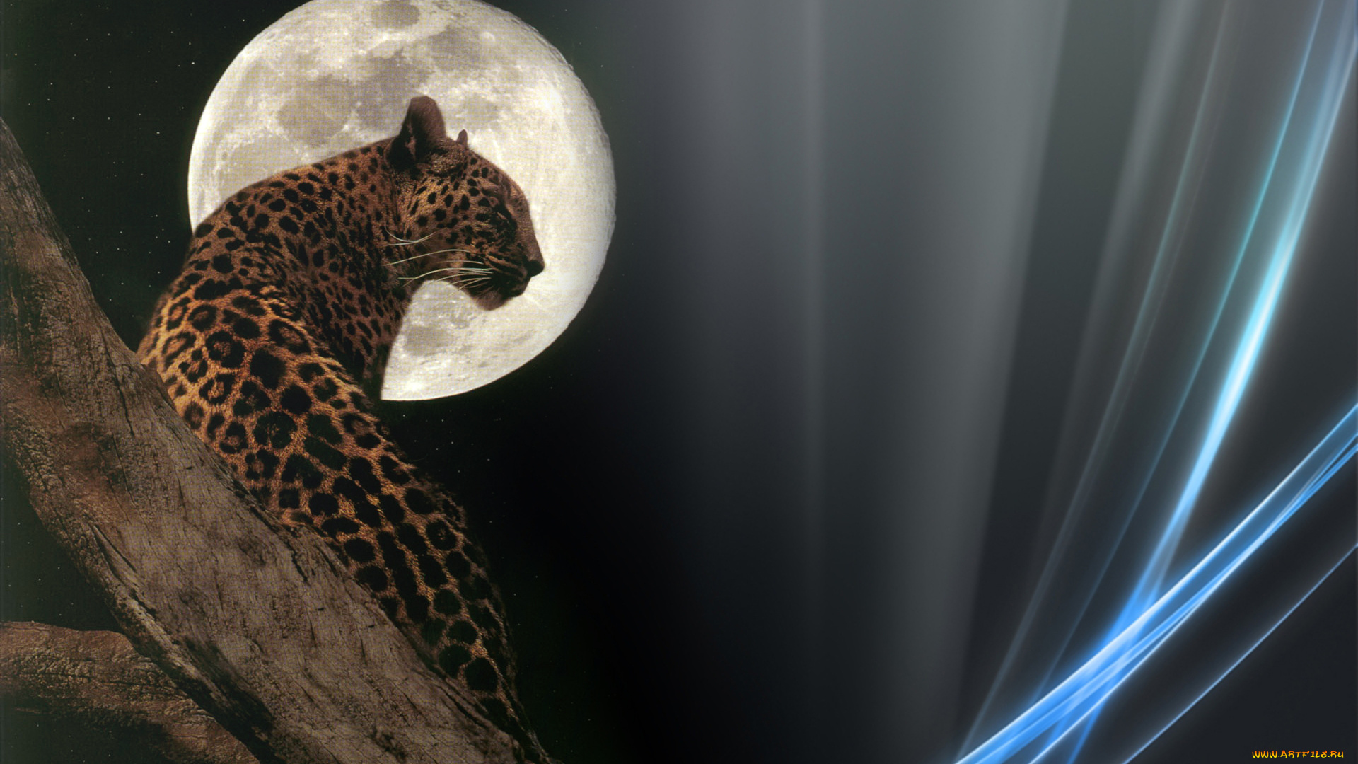 животные, леопарды, луна, тёмный, фон, линии, леопард