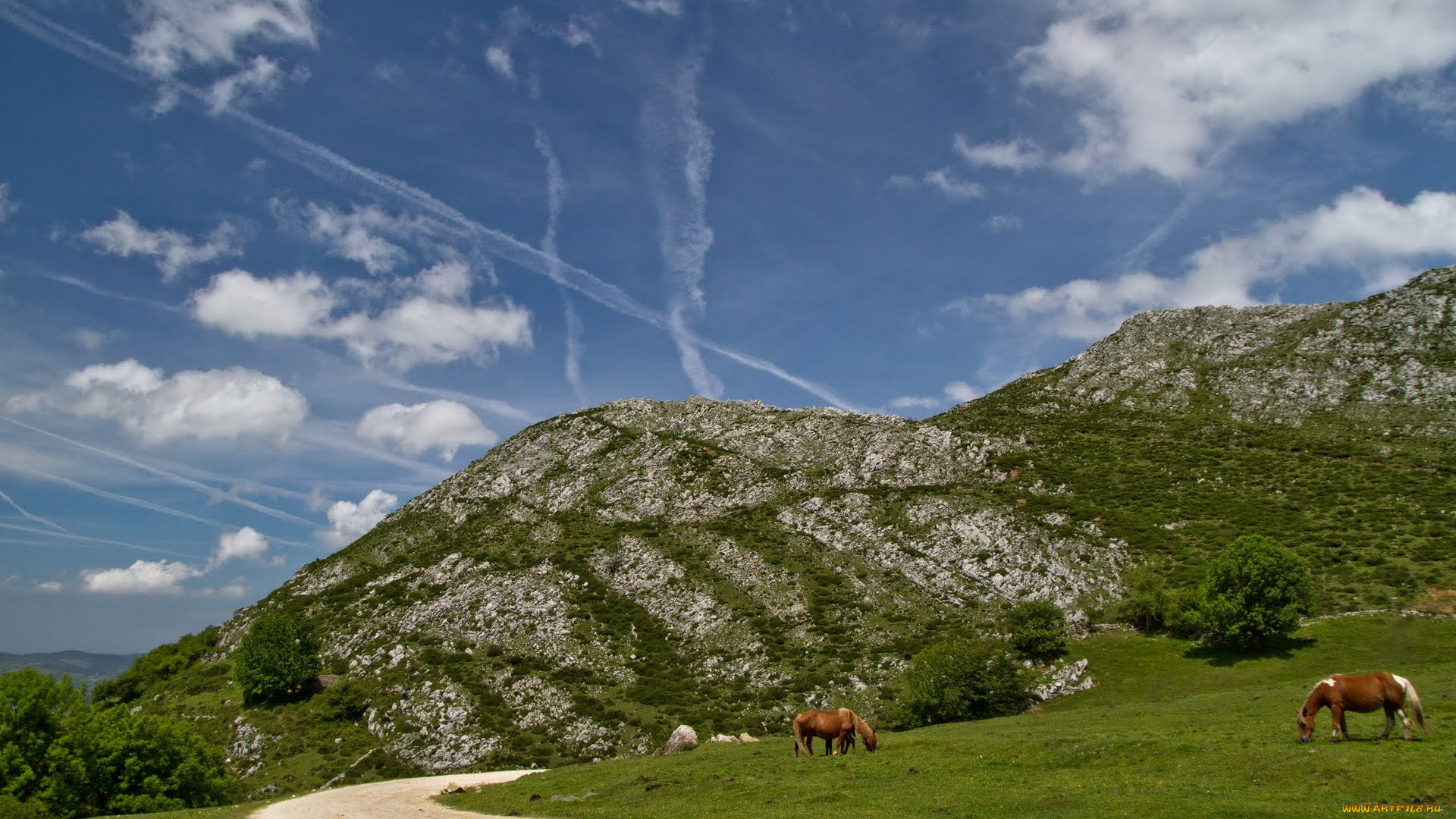 животные, лошади, horse