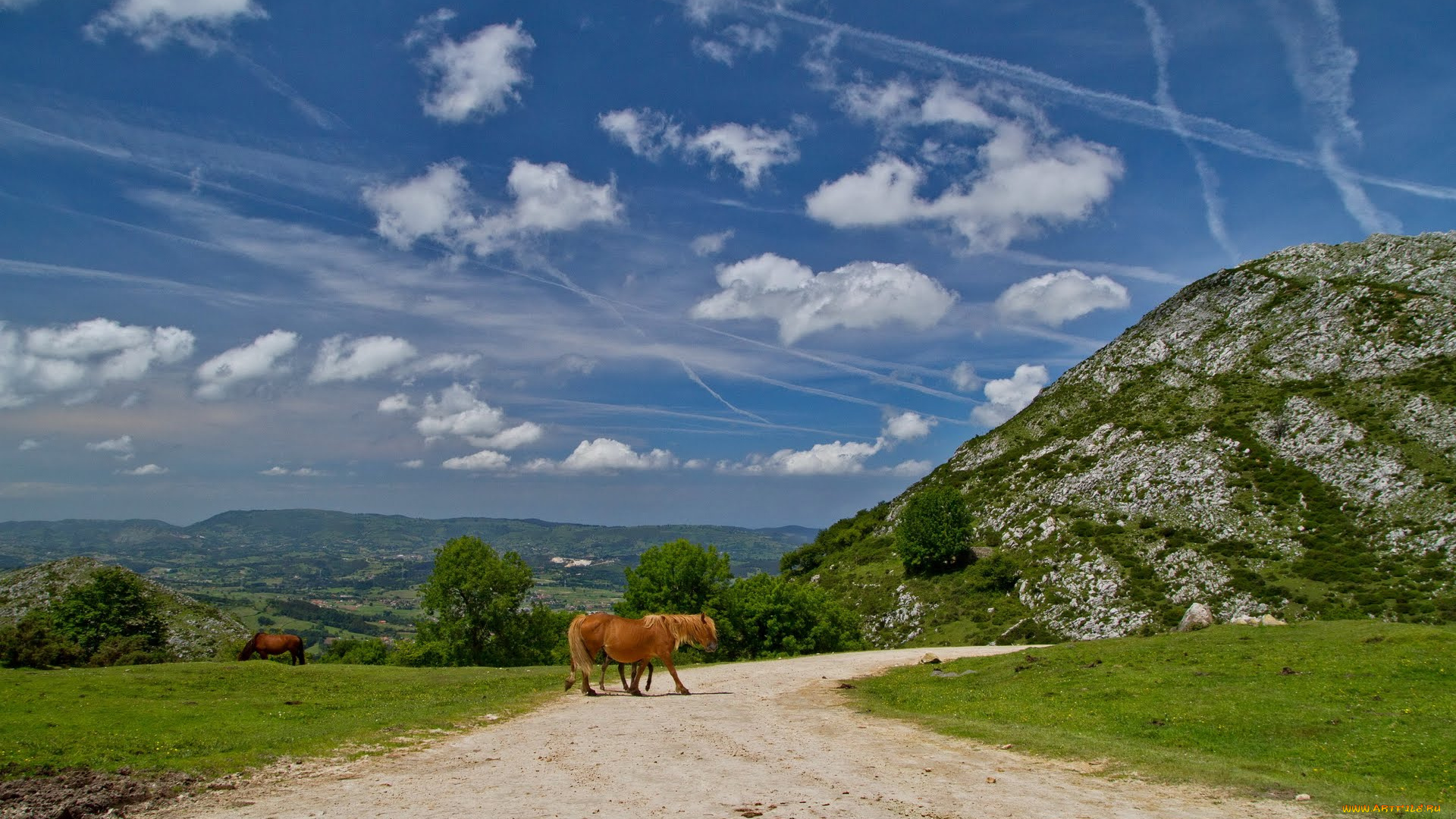 животные, лошади, horse