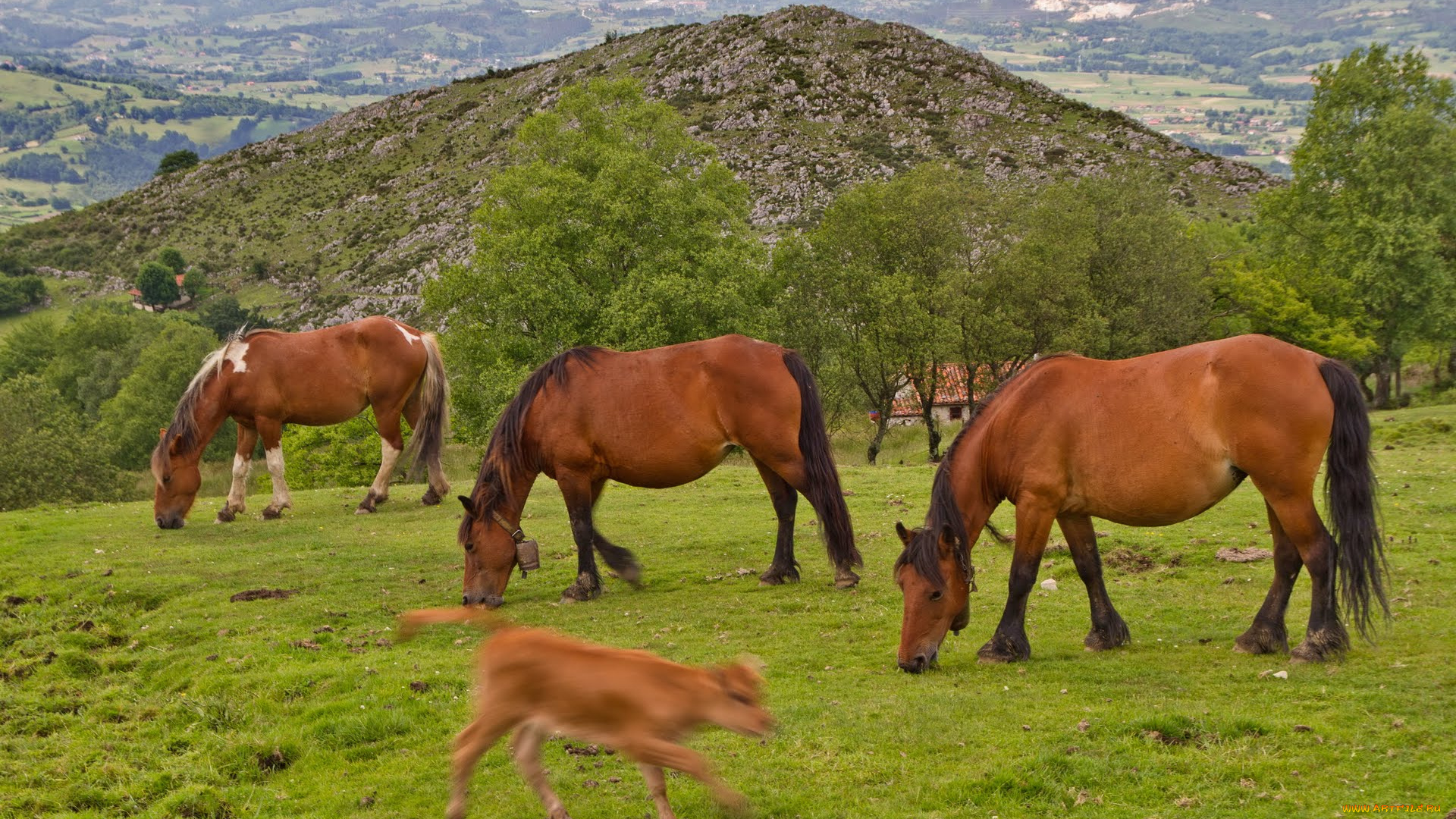 животные, лошади, horse
