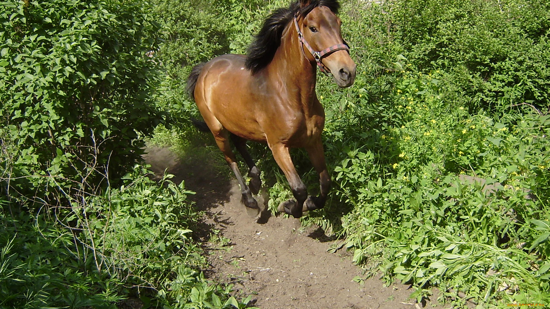 животные, лошади, сад, деревья, галоп, бег, кобыла