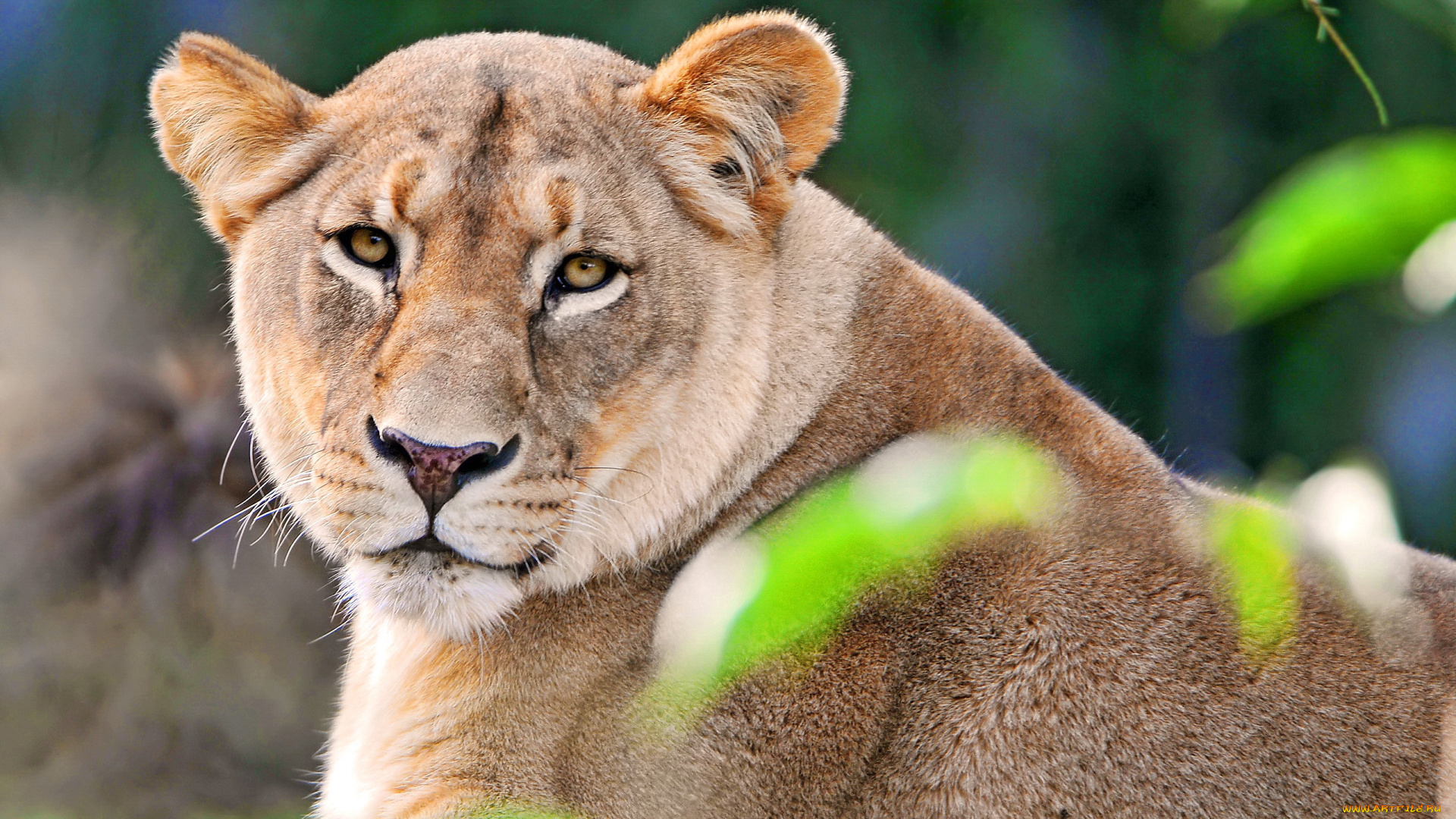 животные, львы, львица, лежит, отдых, взгляд