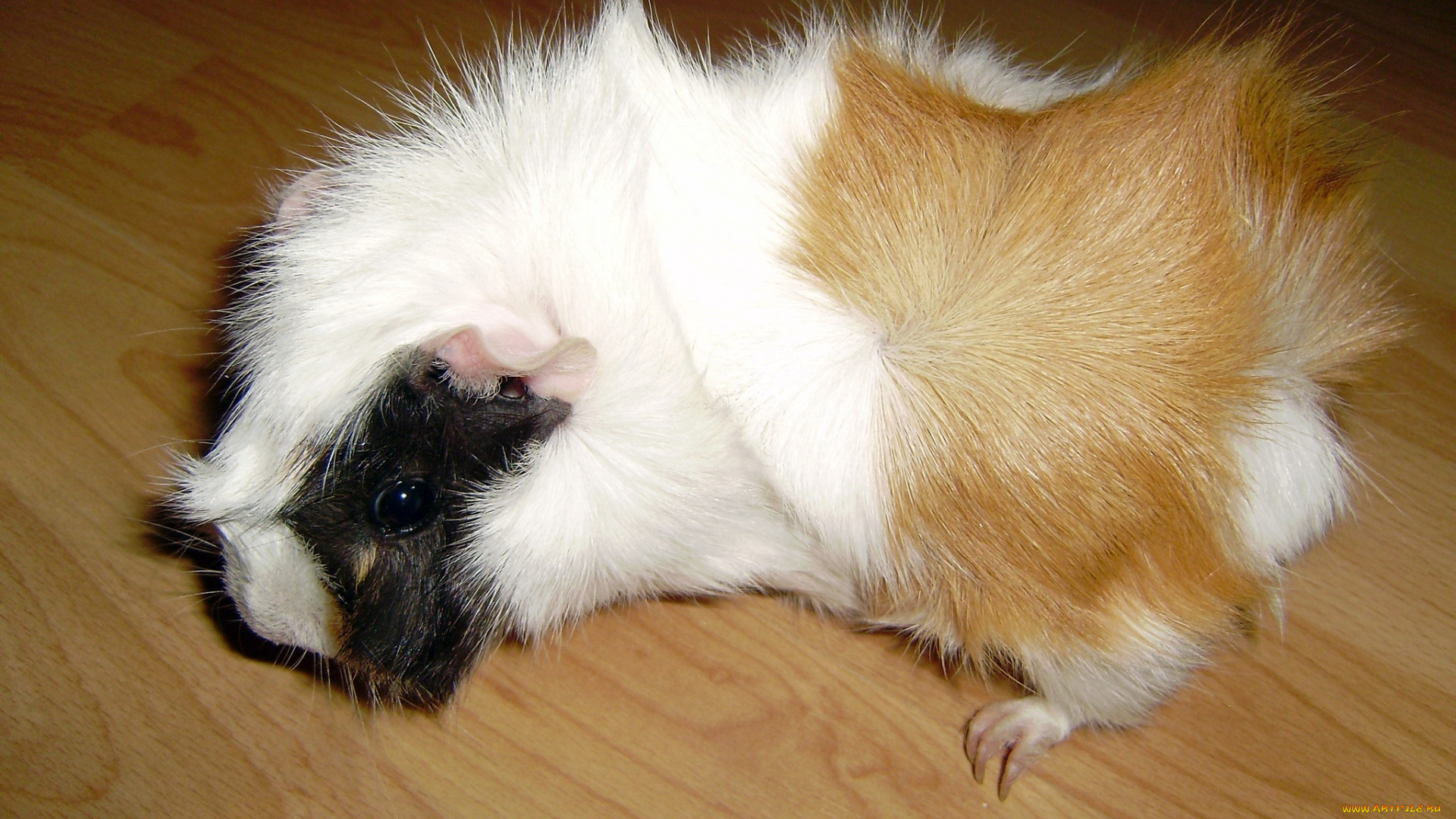 животные, морские, свинки, хомяки, грызун, порода, розетка