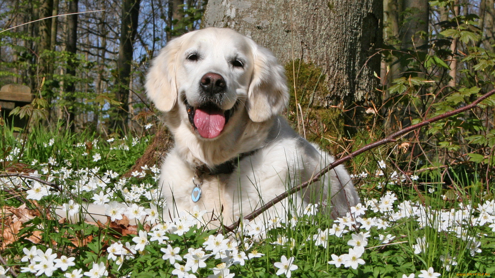 животные, собаки, собака, лето, цветы