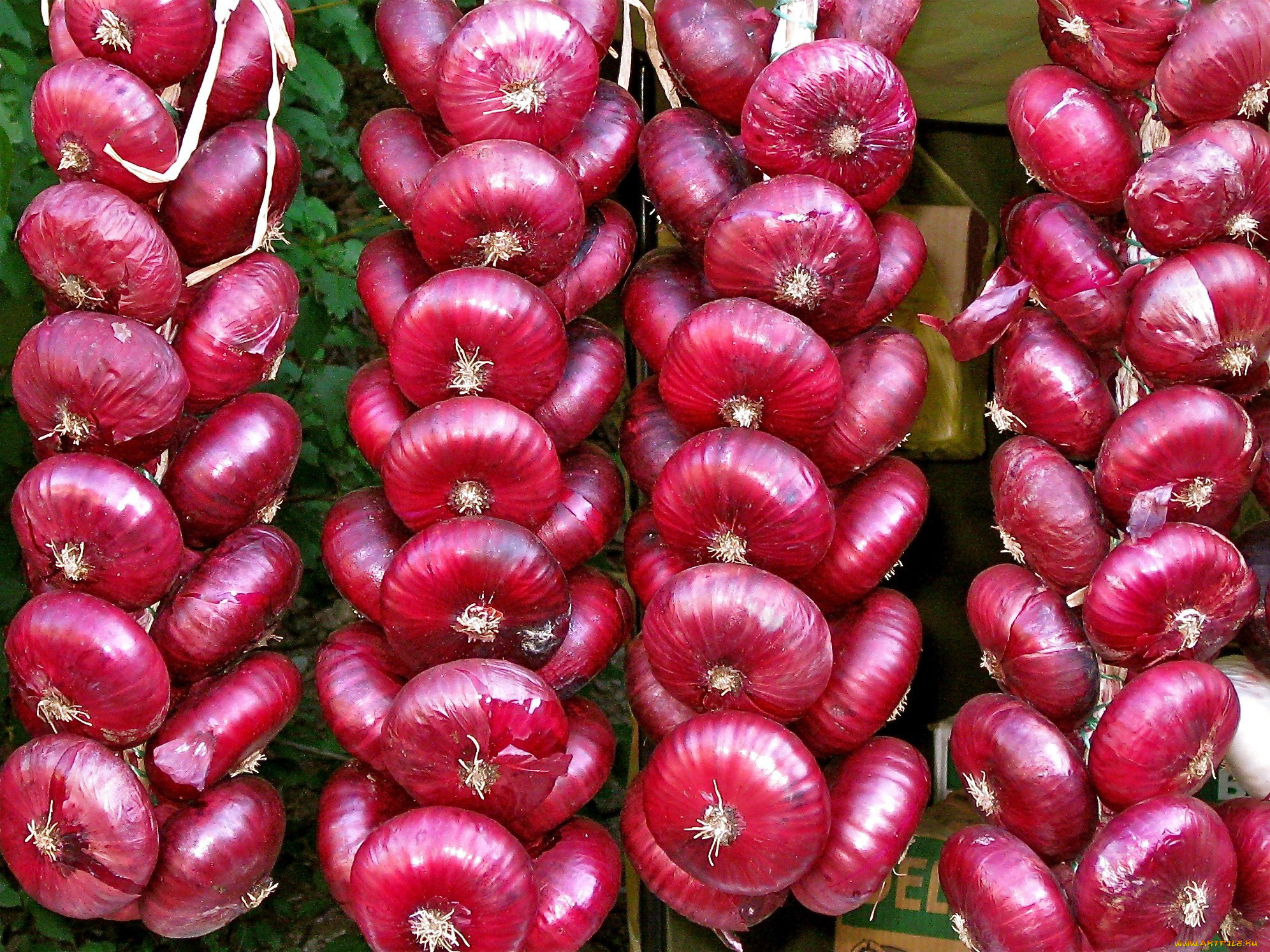 еда, лук, вязанки