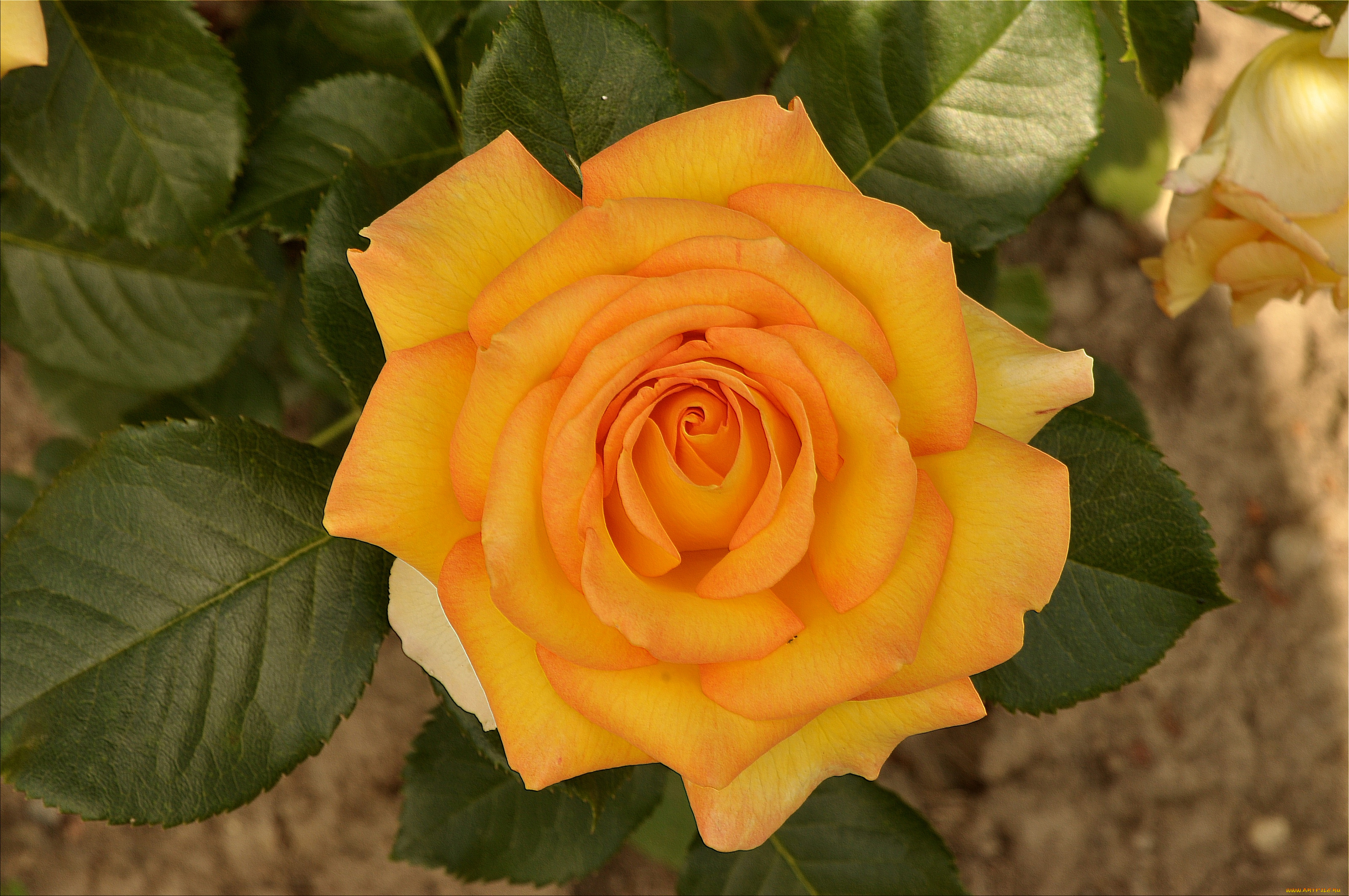 цветы, розы, желтый