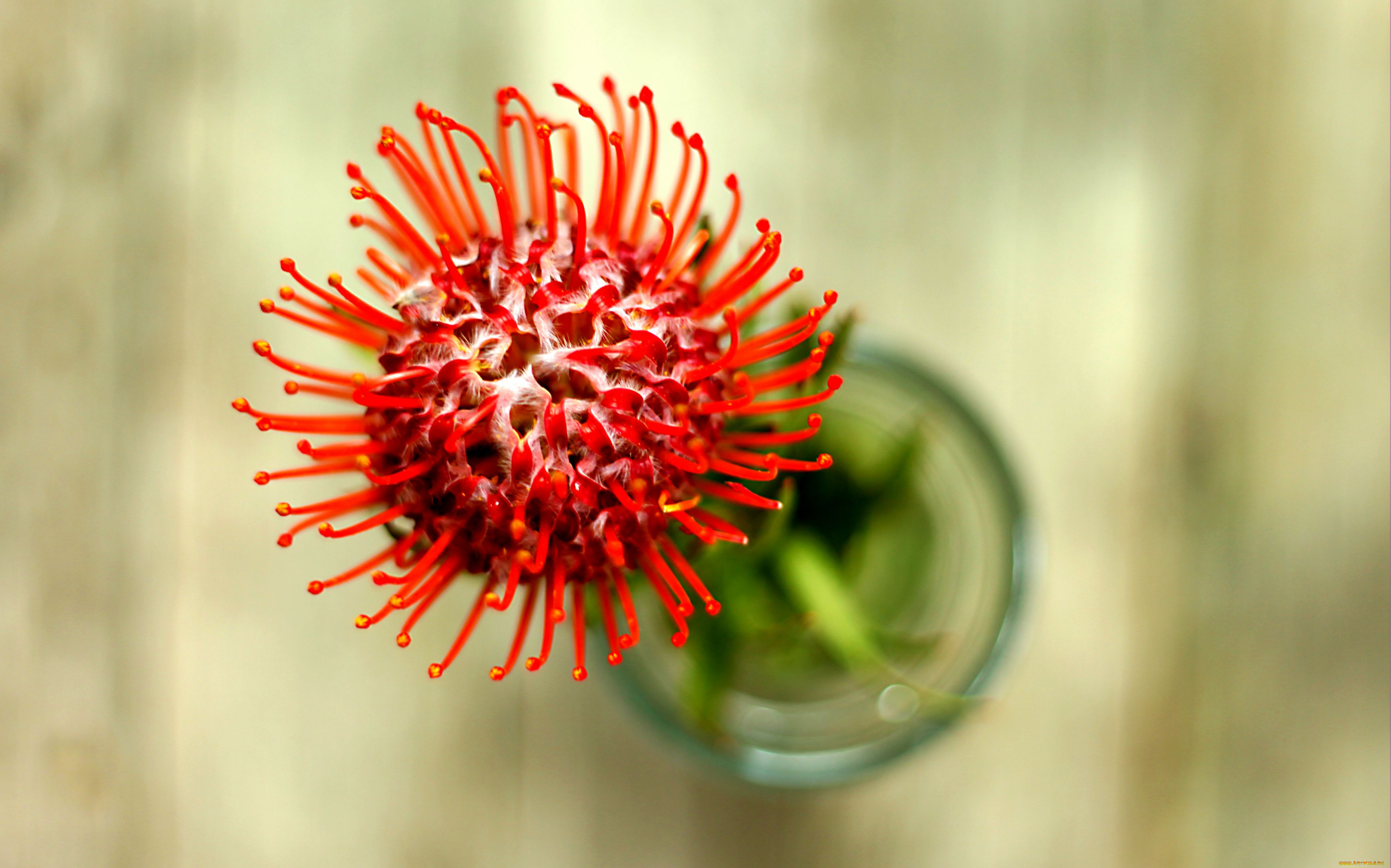 цветы, протея, красный, экзотика