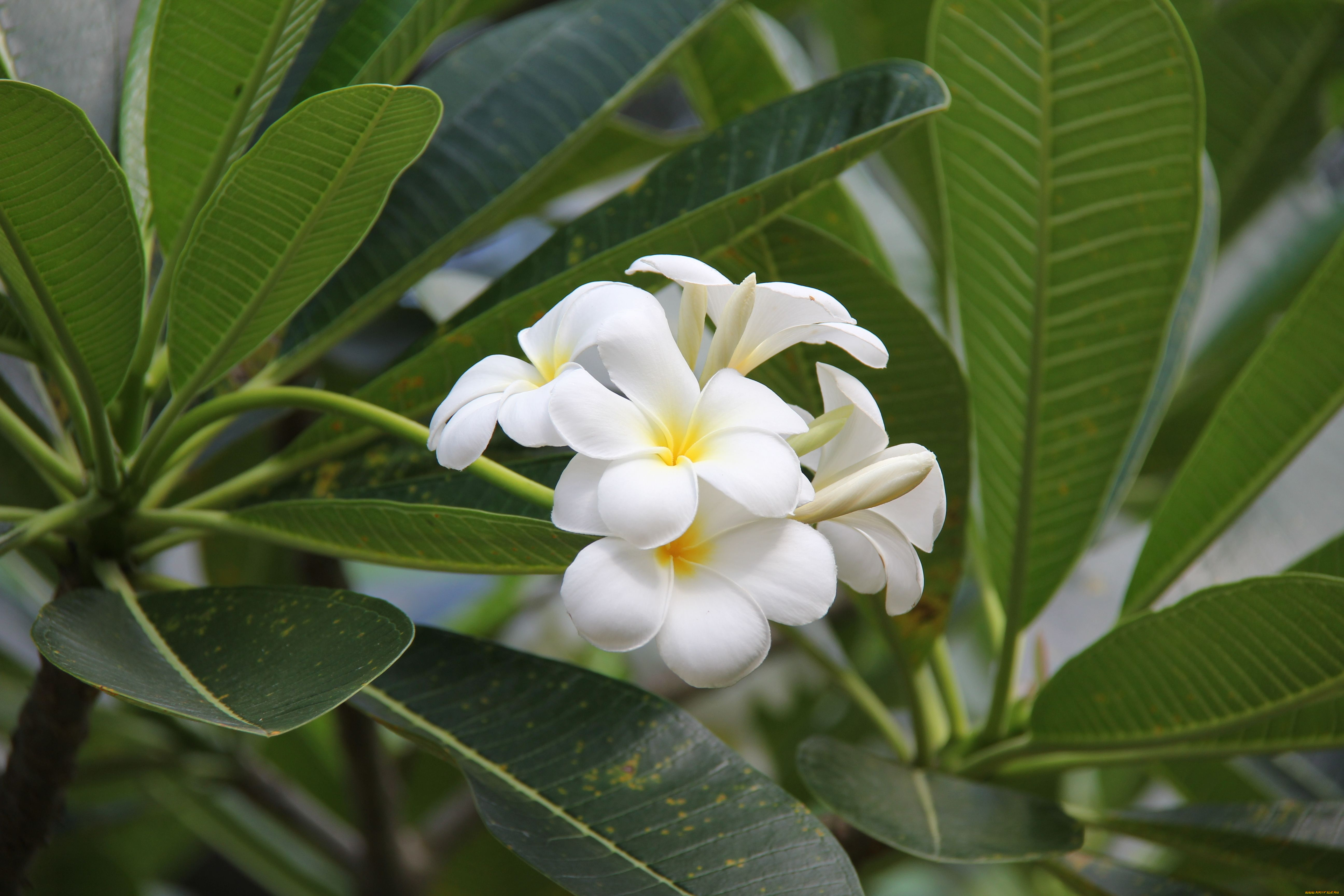 цветы, плюмерия, листья, соцветие