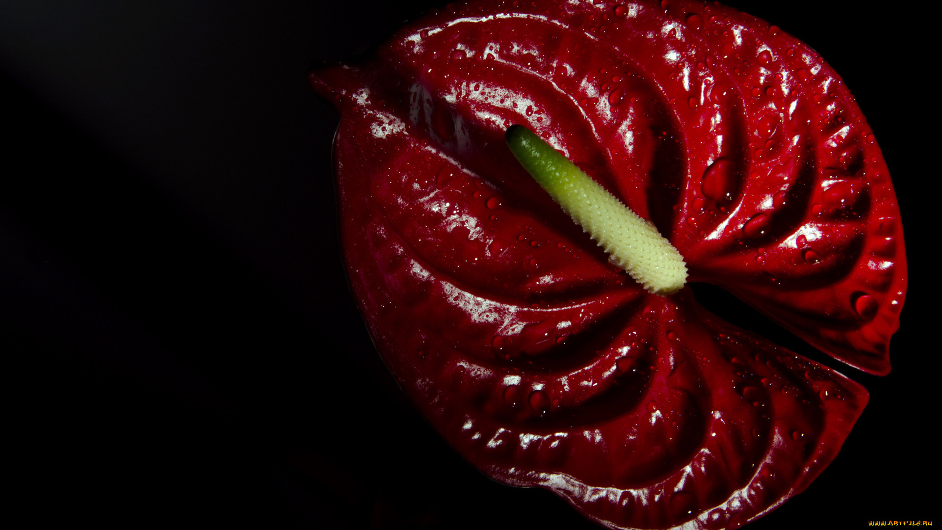 цветы, антуриум, цветок, фламинго