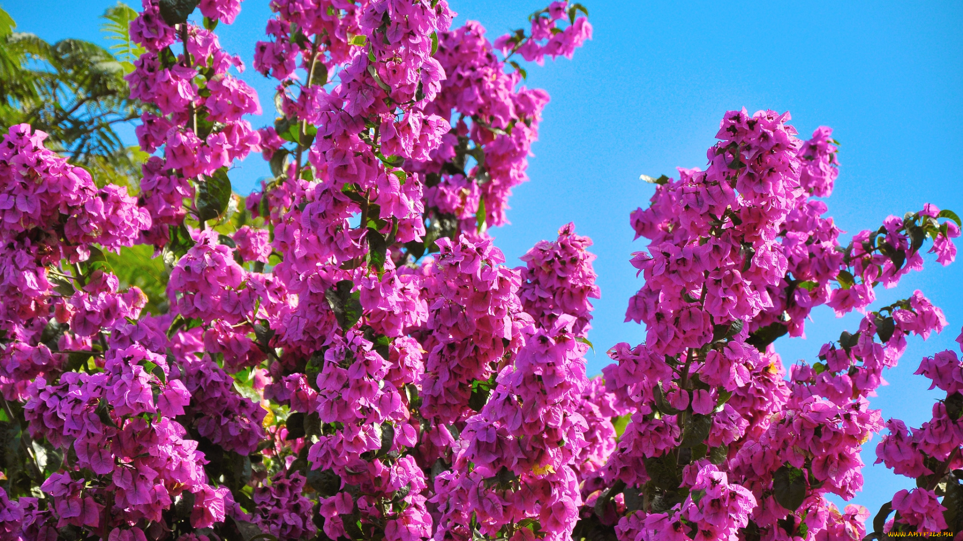 цветы, бугенвиллея, малиновый, ветки