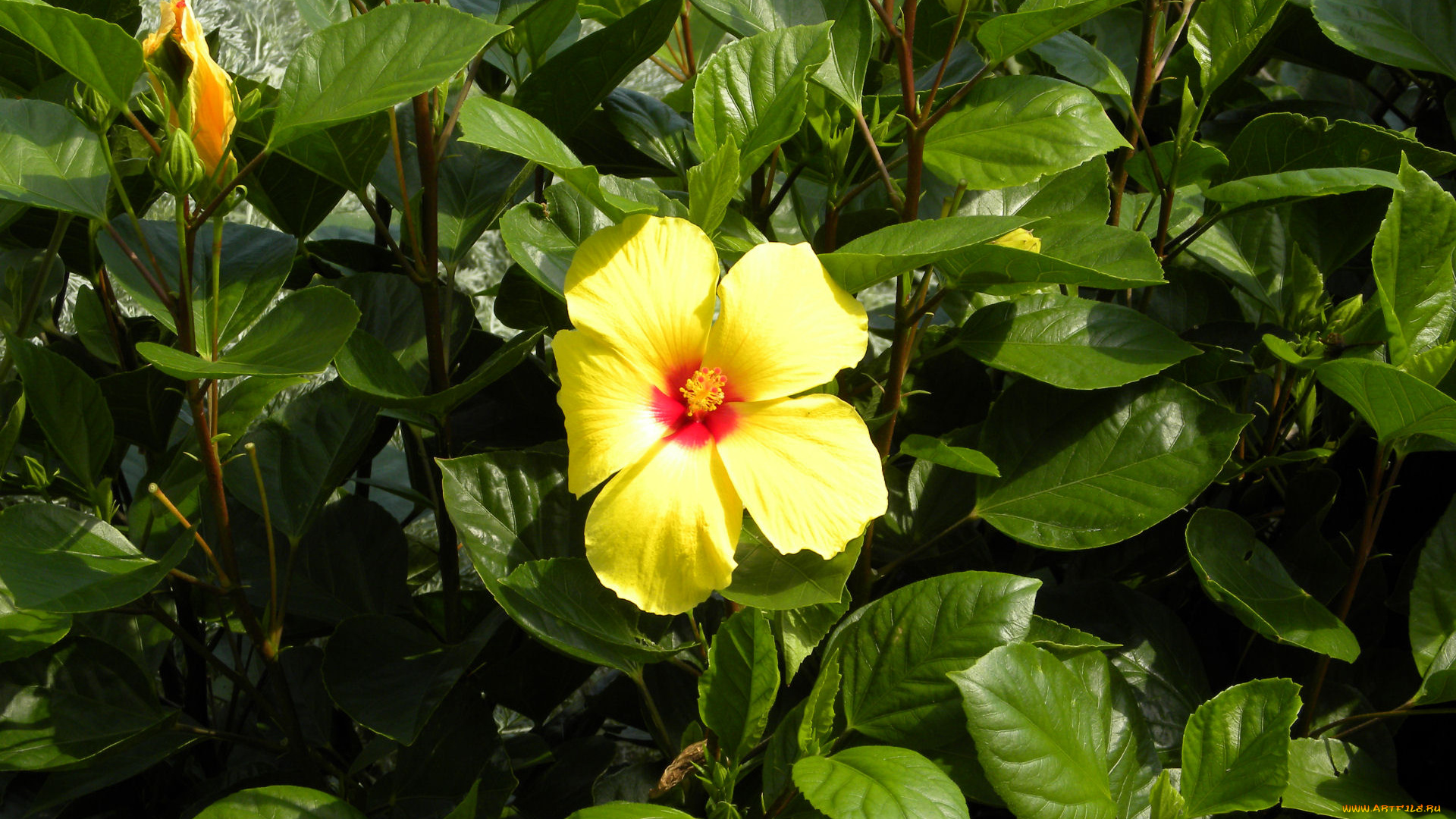 цветы, гибискусы, лето, лепестки