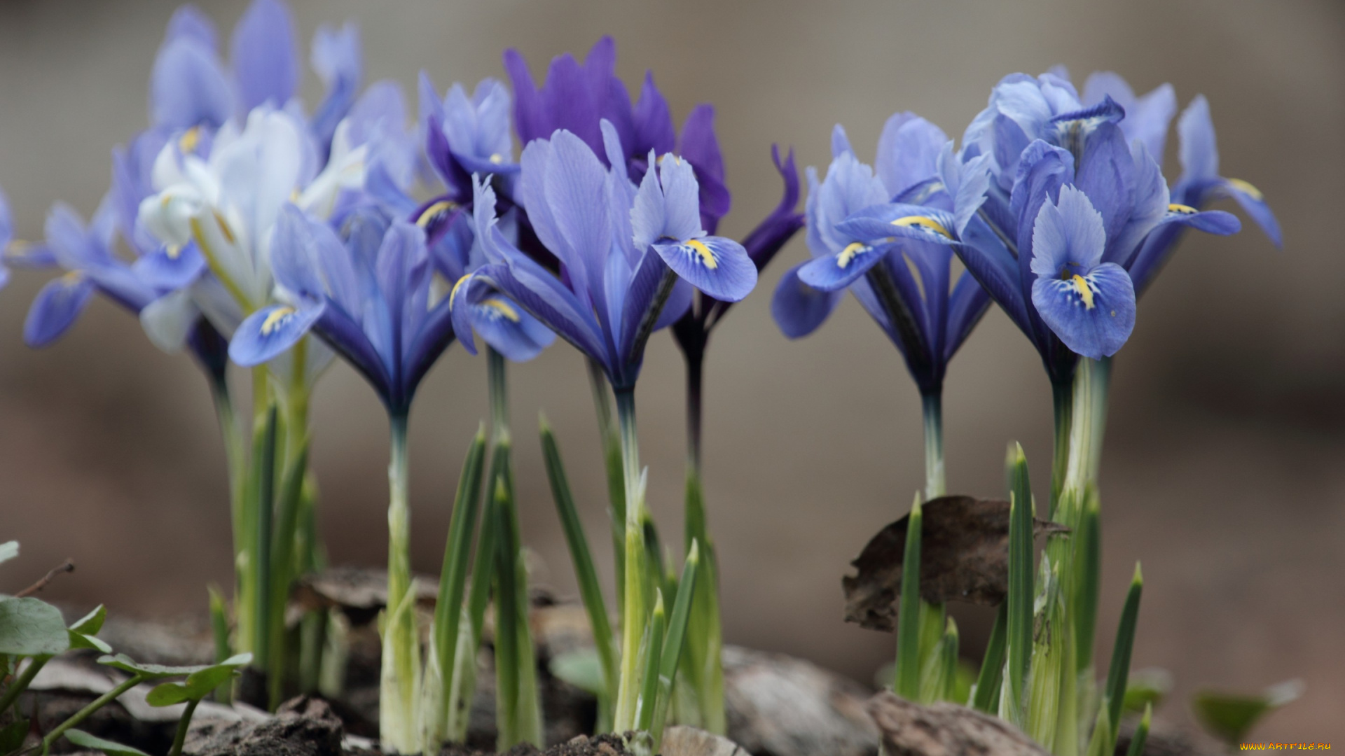 цветы, ирисы, весна, голубые