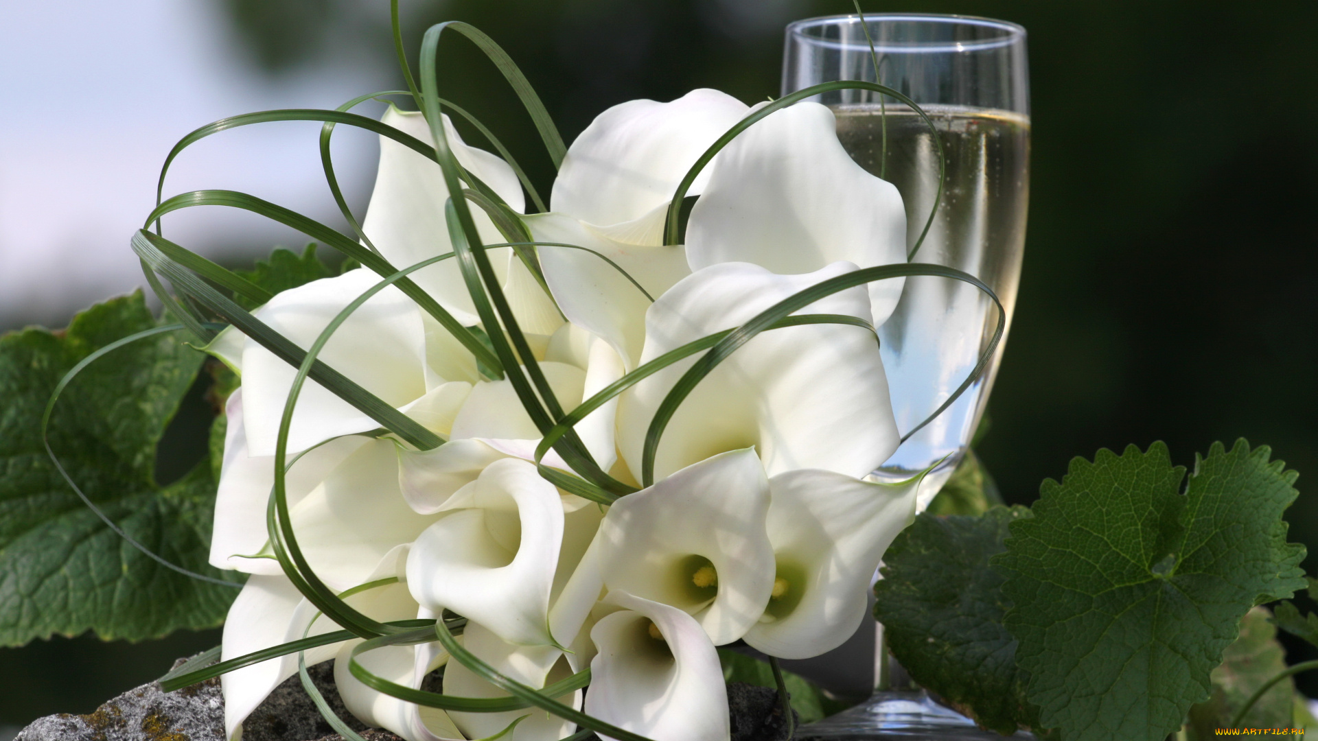 цветы, каллы, шампанское