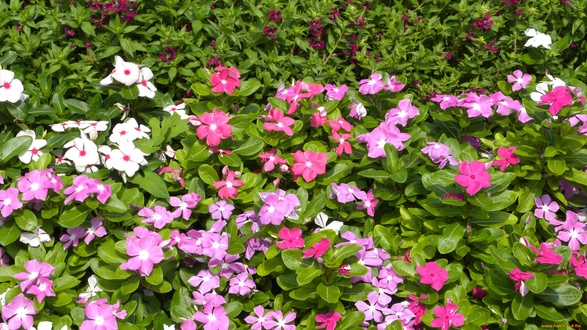 цветы, катарантусы, лето, лепестки