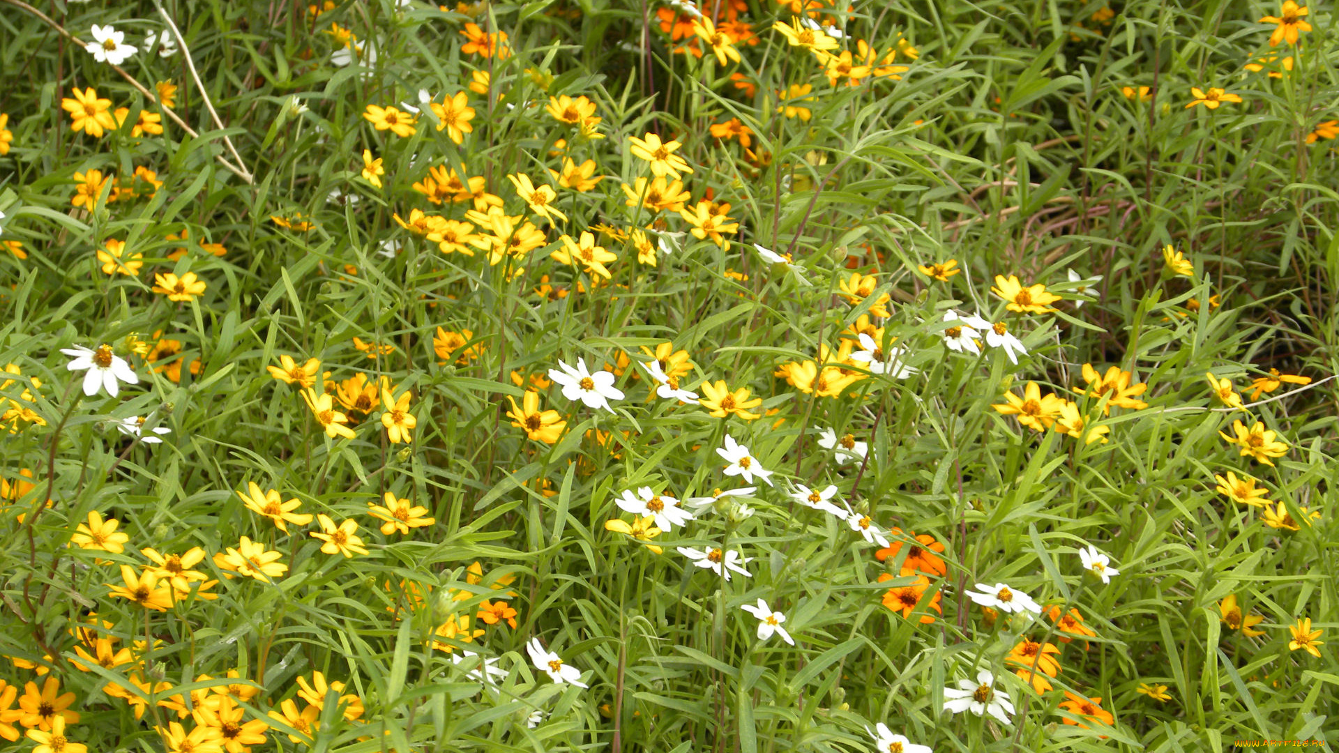 цветы, луговые, полевые, лепестки