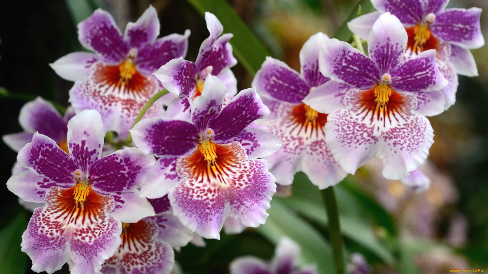 цветы, орхидеи, экзотика