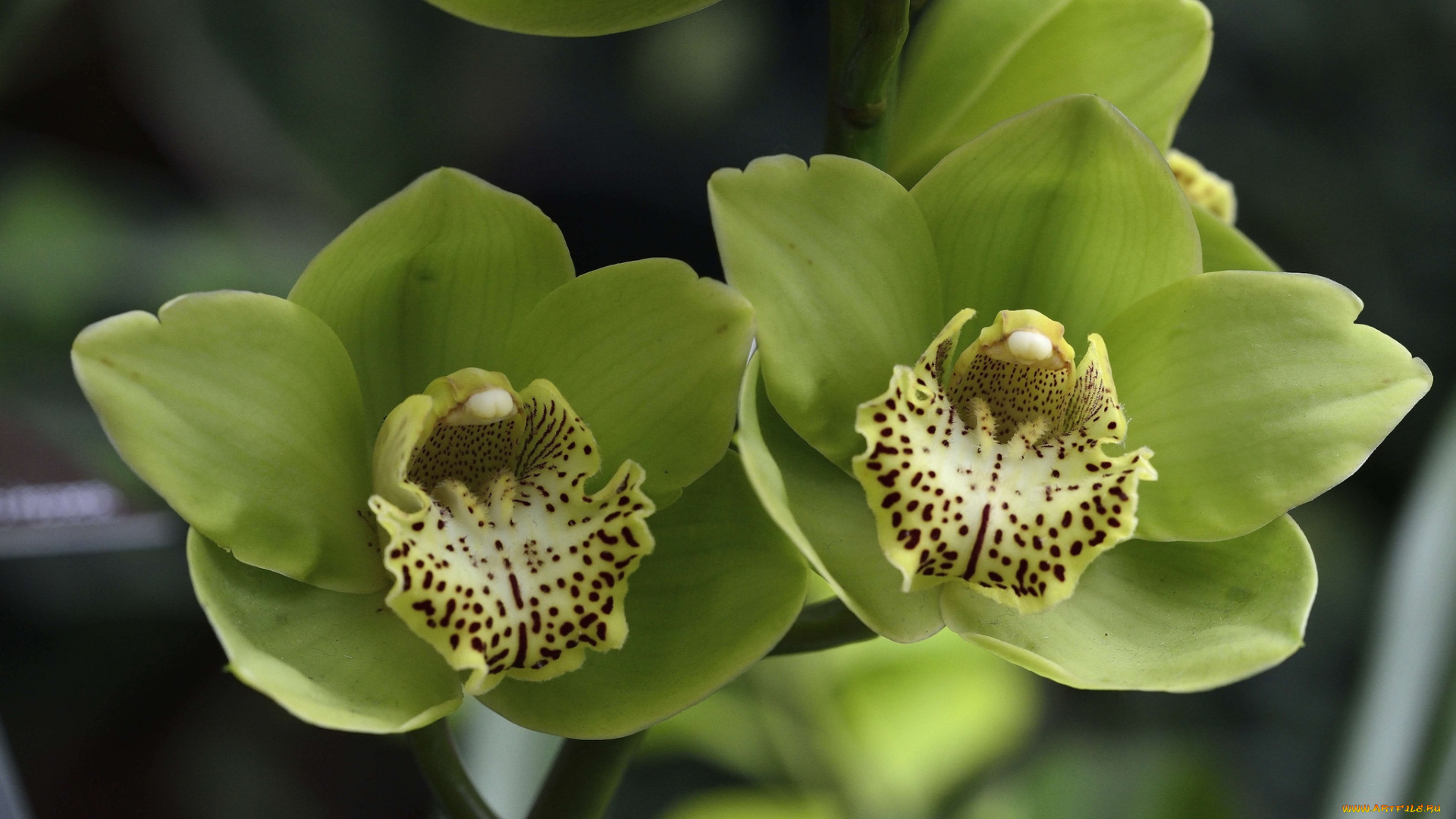 цветы, орхидеи, зеленый, экзотика