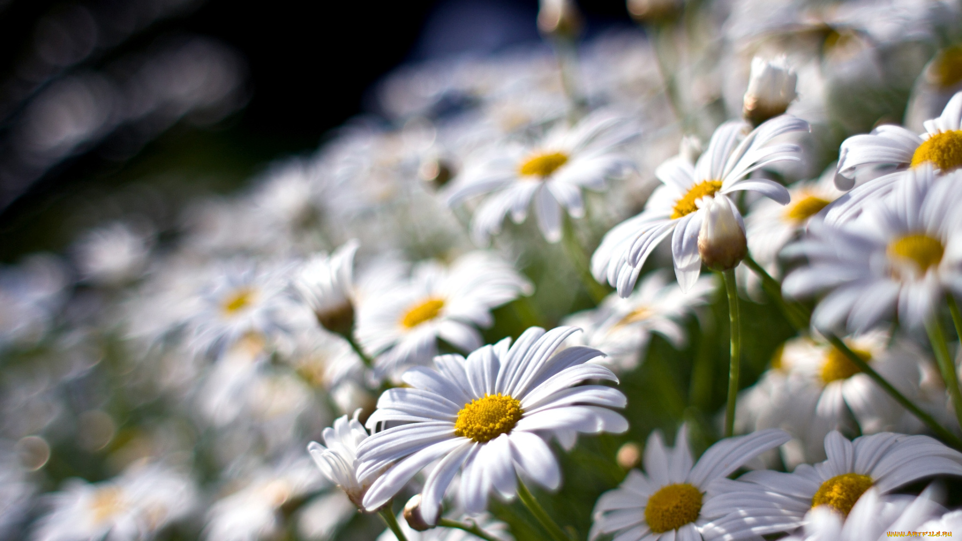 цветы, ромашки, нивянник, белый